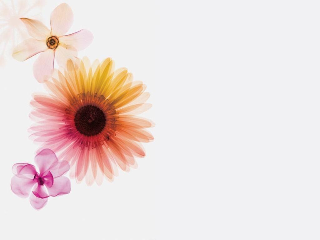 1030x770 Flowers Wallpaper, Desktop