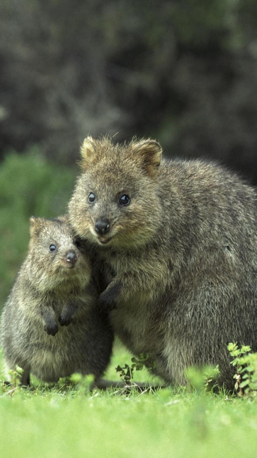 1080x1920 Australia animals baby islands quokka wallpaper, Phone