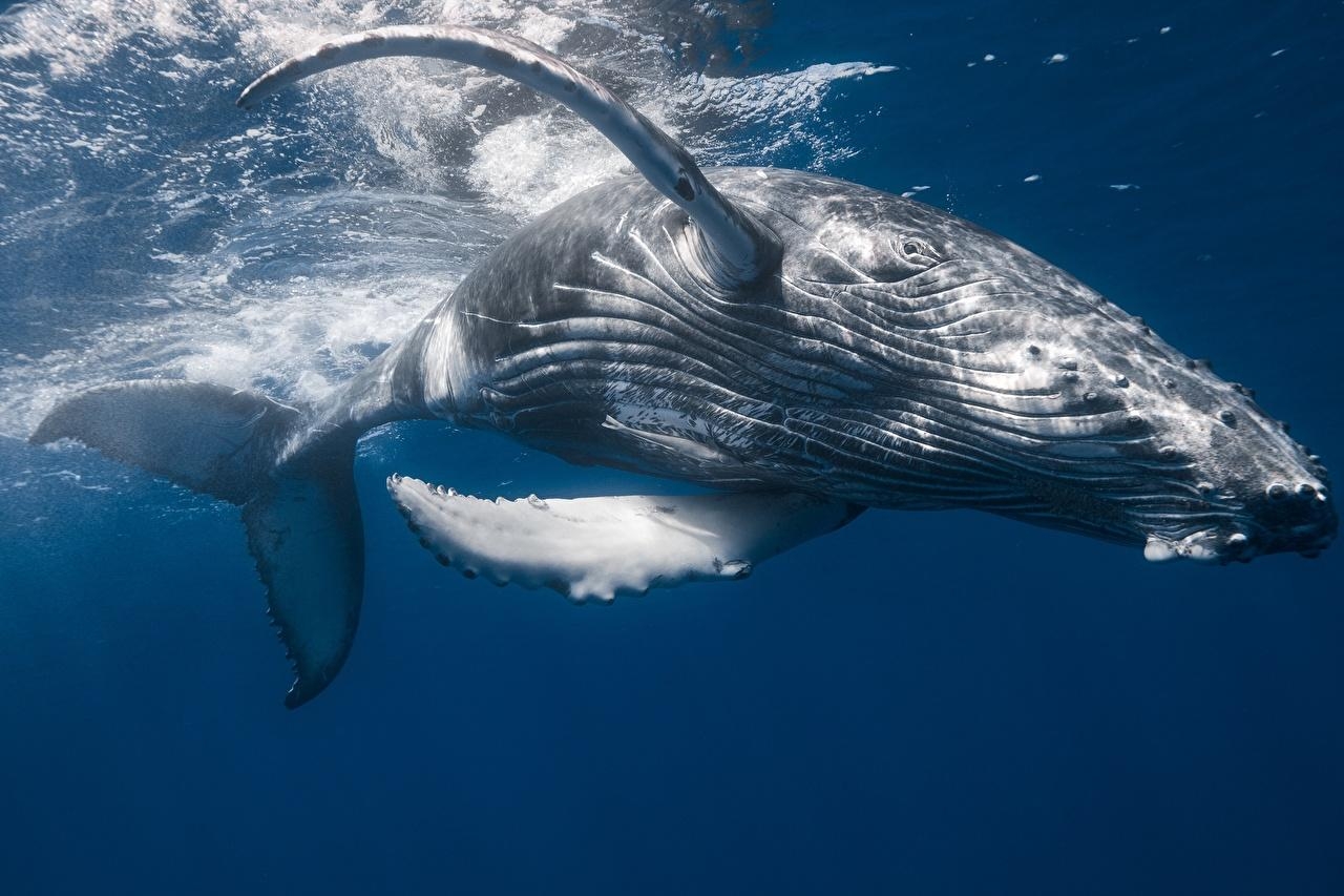 1280x860 Photo Whale Humpback whale Animals, Desktop