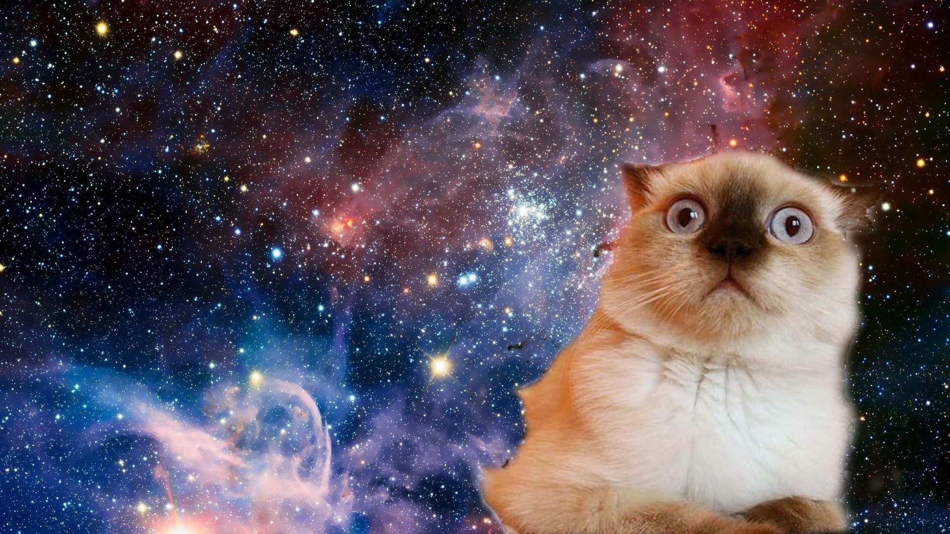 1920x1080 Space Cat Wallpaper  Wallpaper For Desktop, Desktop