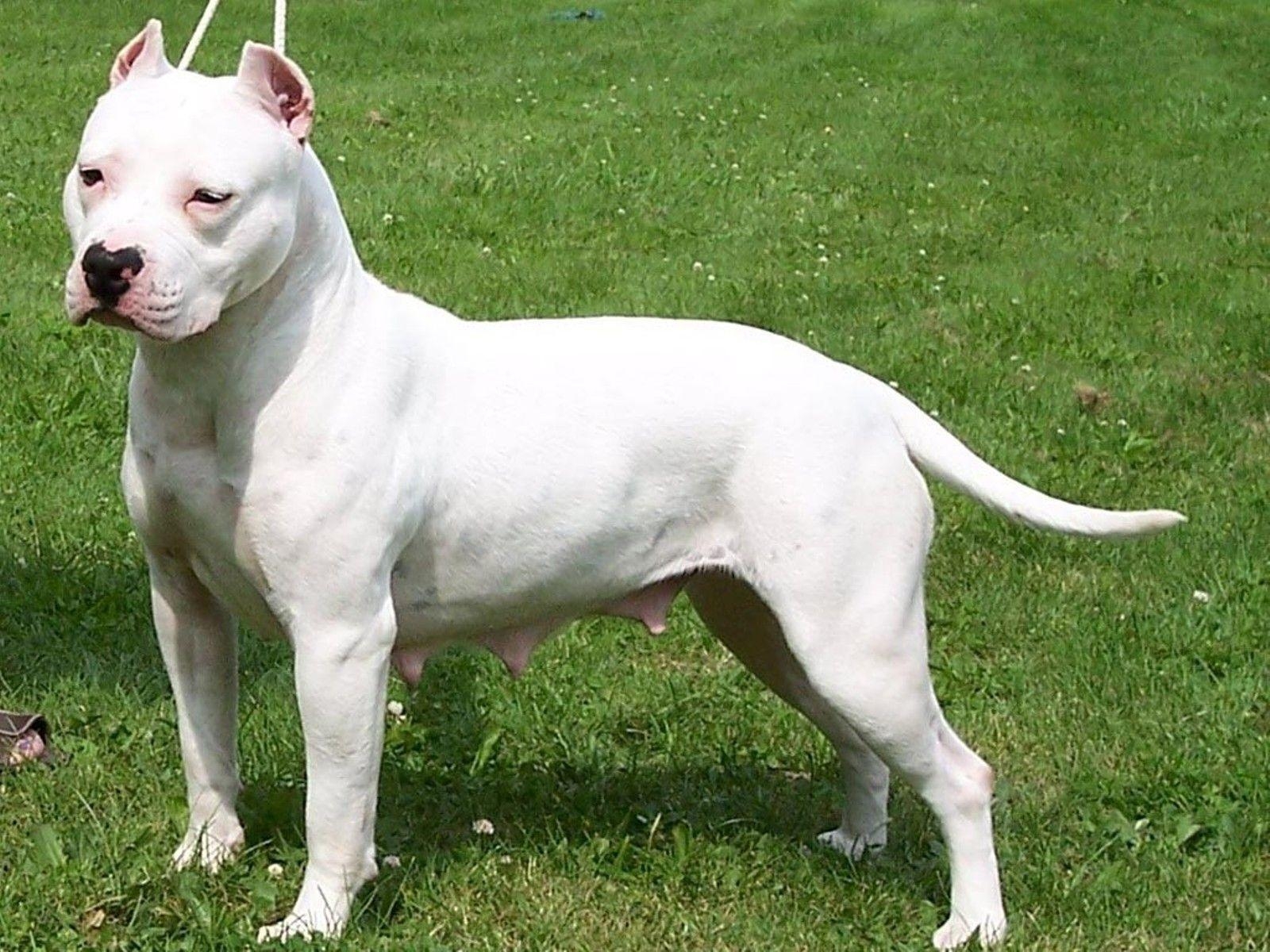 1600x1200 American Pitbull Terrier White Dog New Desktop Wallpaper In High, Desktop