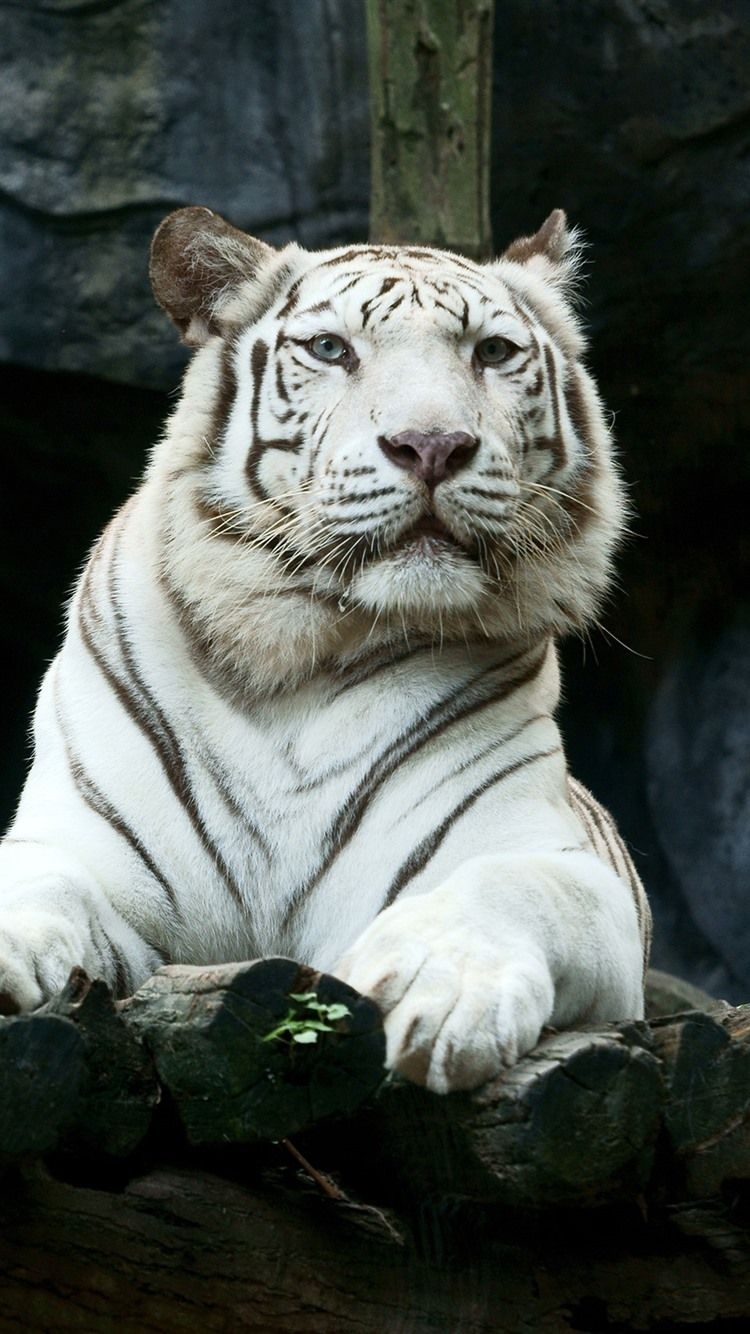 750x1340 White Tiger, Look, Zoo  IPhone 8 7 6 6S Wallpaper, Phone