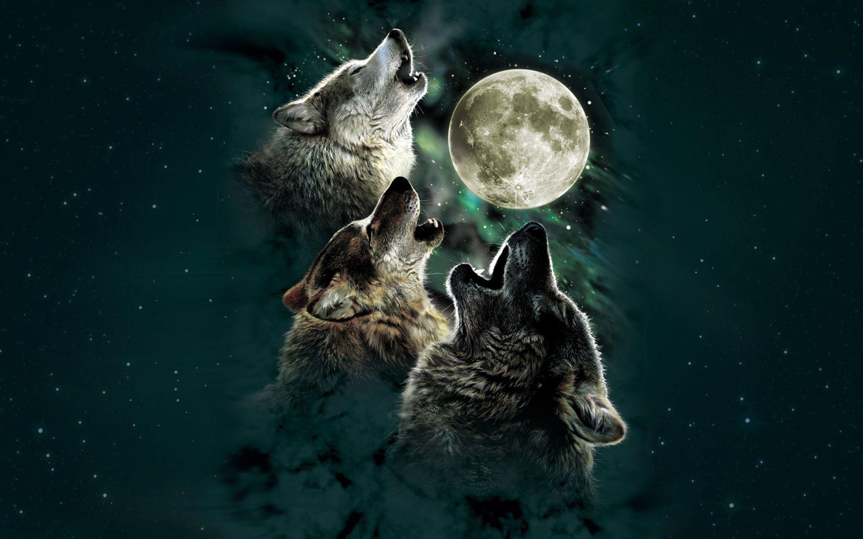 1680x1050 Three Wolf Wallpaper, Desktop