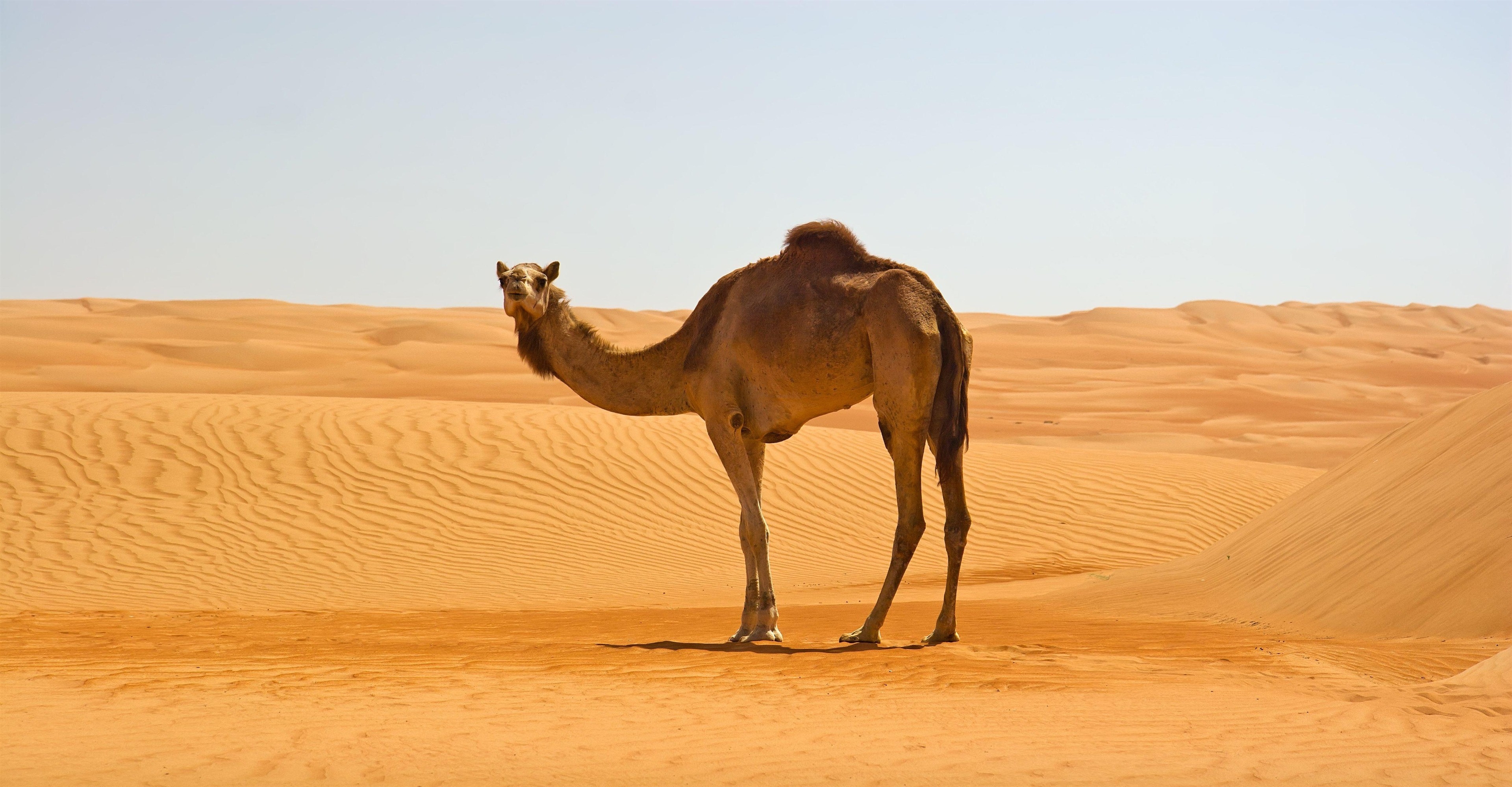 3840x2000 Camel HD Wallpaper Free Camel HD Background, Desktop