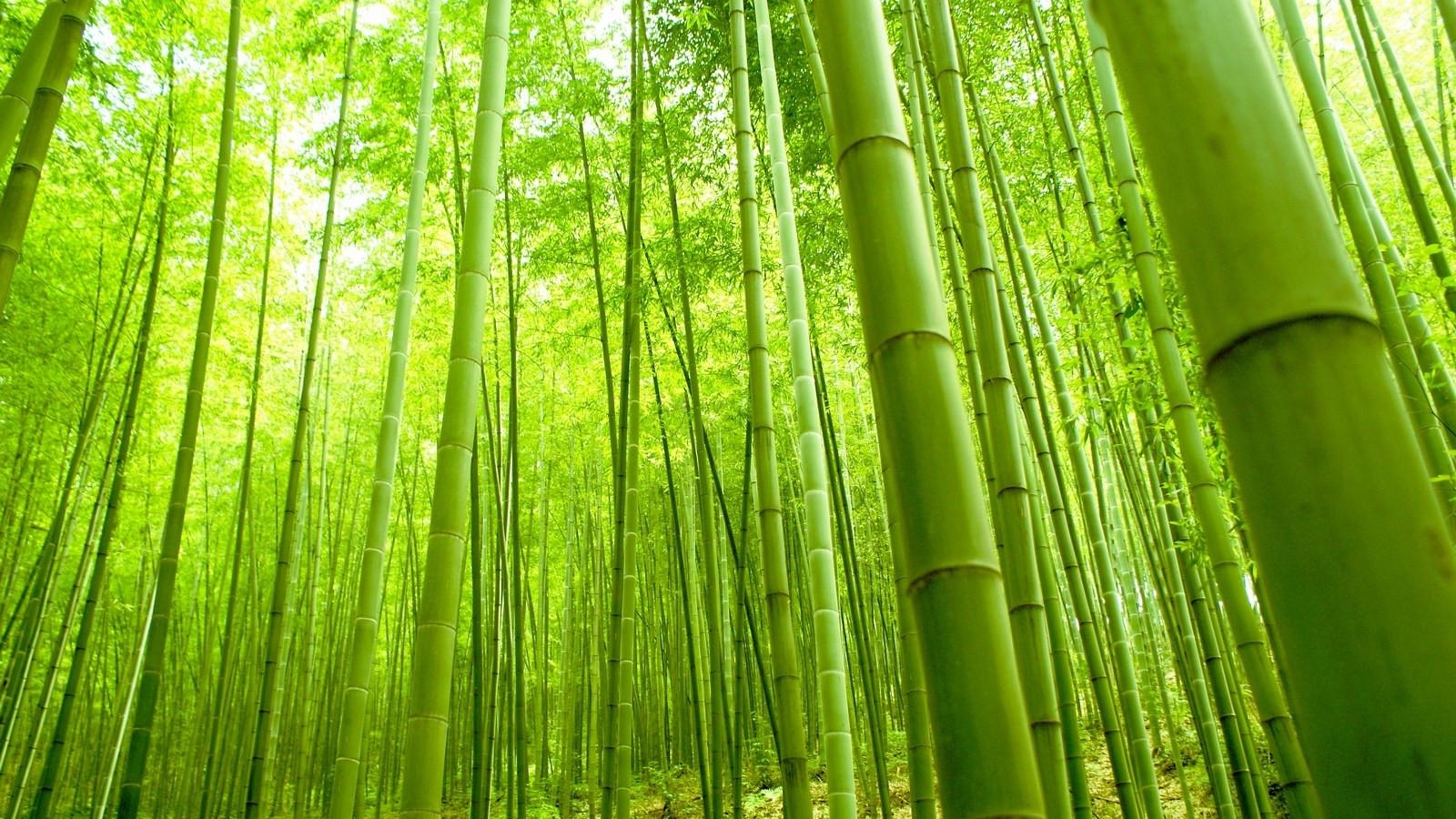 1600x900 Japan Bamboo forest Wallpaper Magnificent Bamboo forest Japan Puter, Desktop