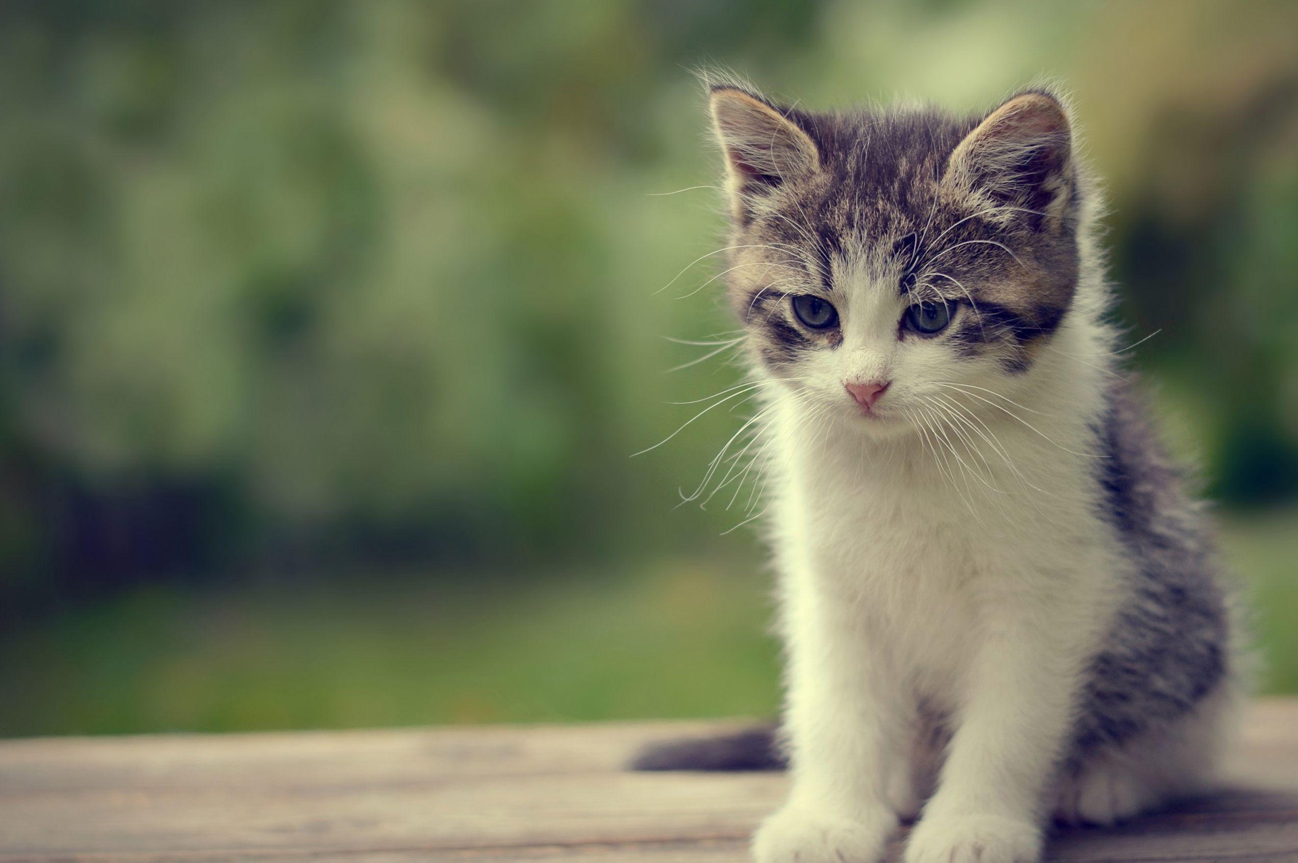 2550x1700 Cute Cat Wallpaper, Desktop