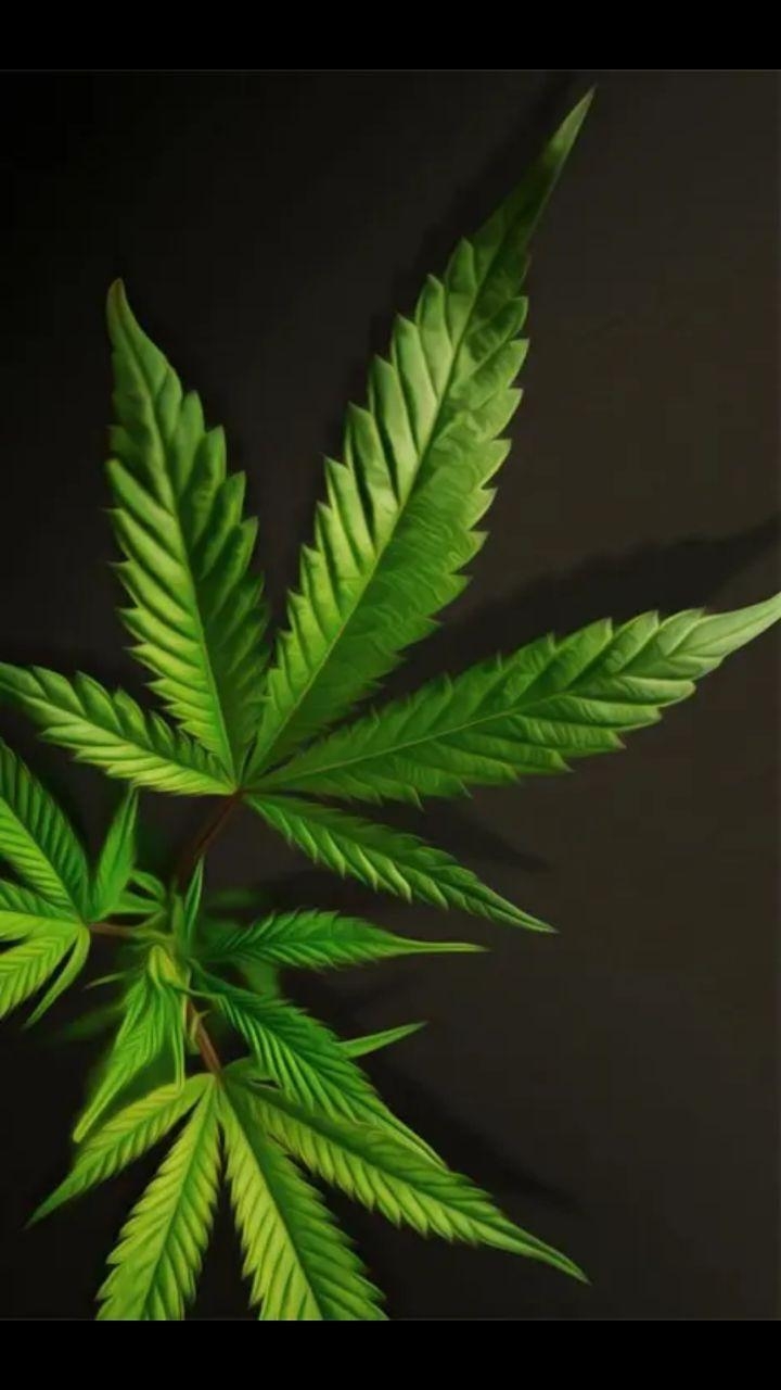 720x1280 Weed Marijuana 4K Wallpaper for Android, Phone