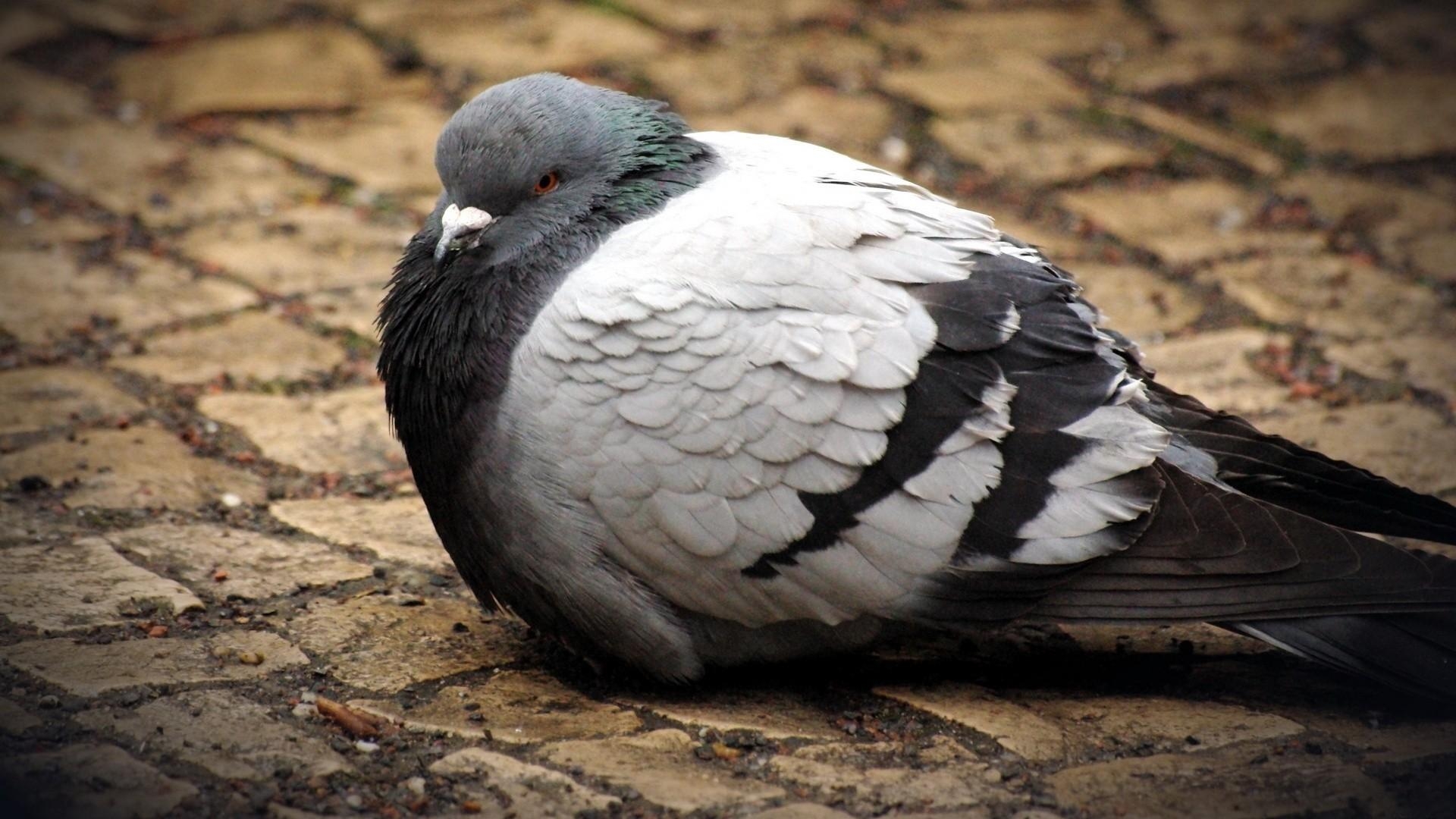 1920x1080 pigeon wallpaper for computer. pigeon. Tokkoro, Desktop