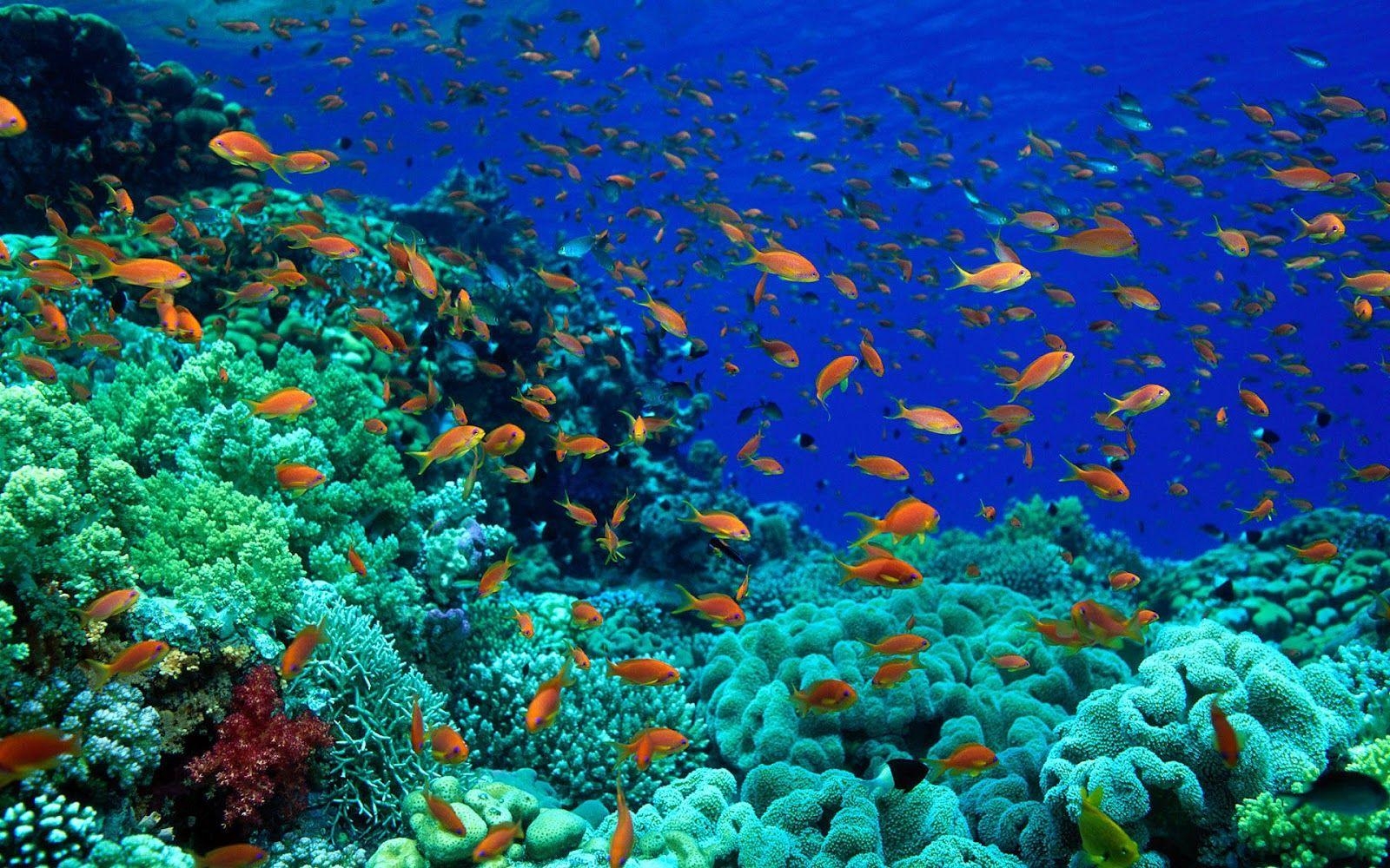 1600x1000 HD Ocean Sea Life Wallpaper, Desktop