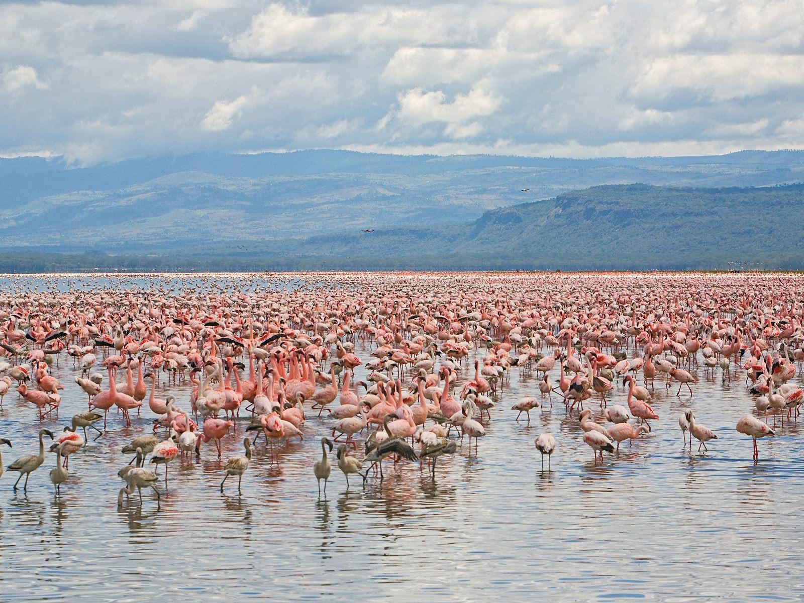 1600x1200 Lesser and Greater Flamingos, Lake Nakuru National Park, Kenya, Desktop