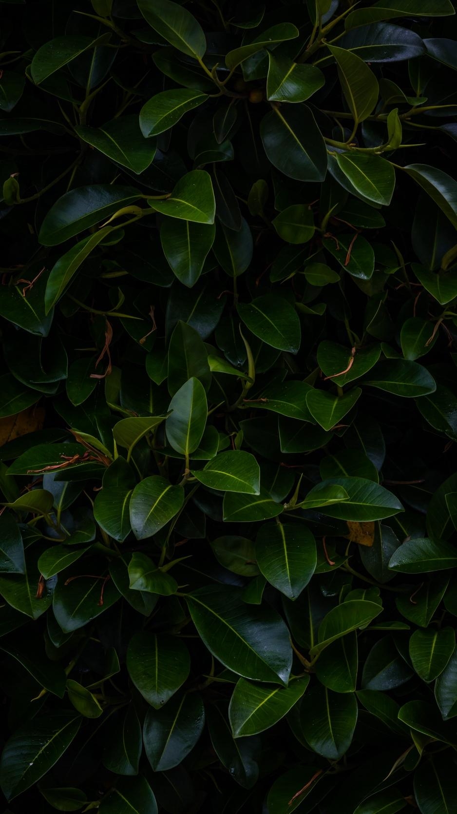 940x1670 Download wallpaper  leaves, plant, green, dark, Phone