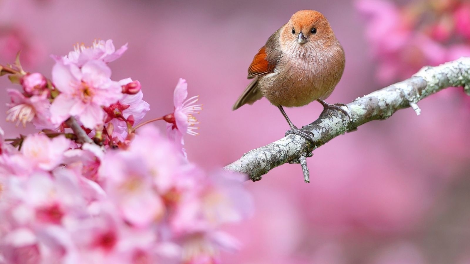 1600x900 Free download Bird And Spring Flower wallpaper, Desktop