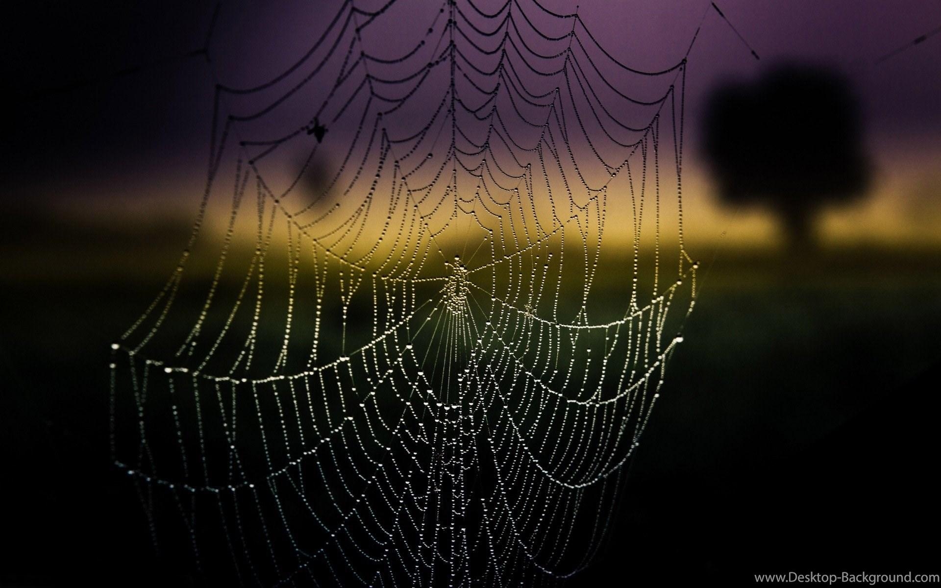 1920x1200 High Quality Spider Web Background Wallpaper Desktop Background, Desktop