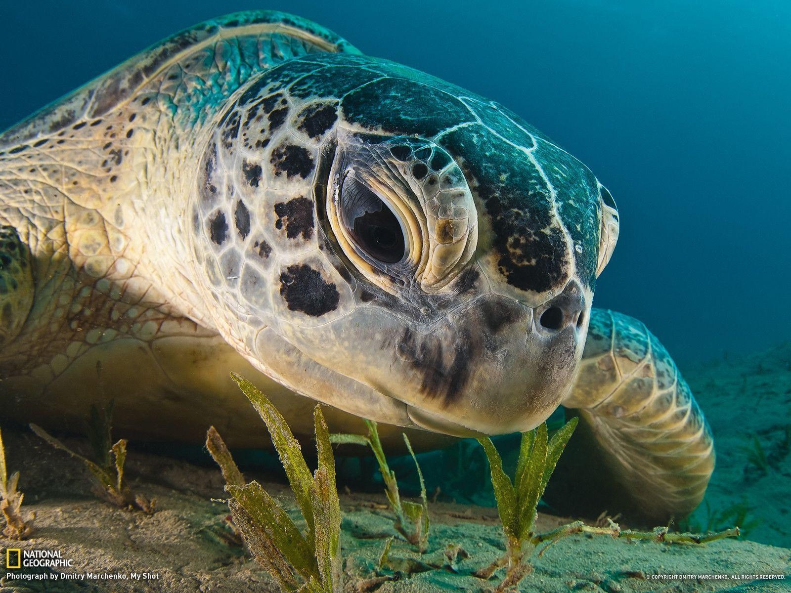 1600x1200 Green Sea Turtle Picture - Underwater Wallpaper - National, Desktop