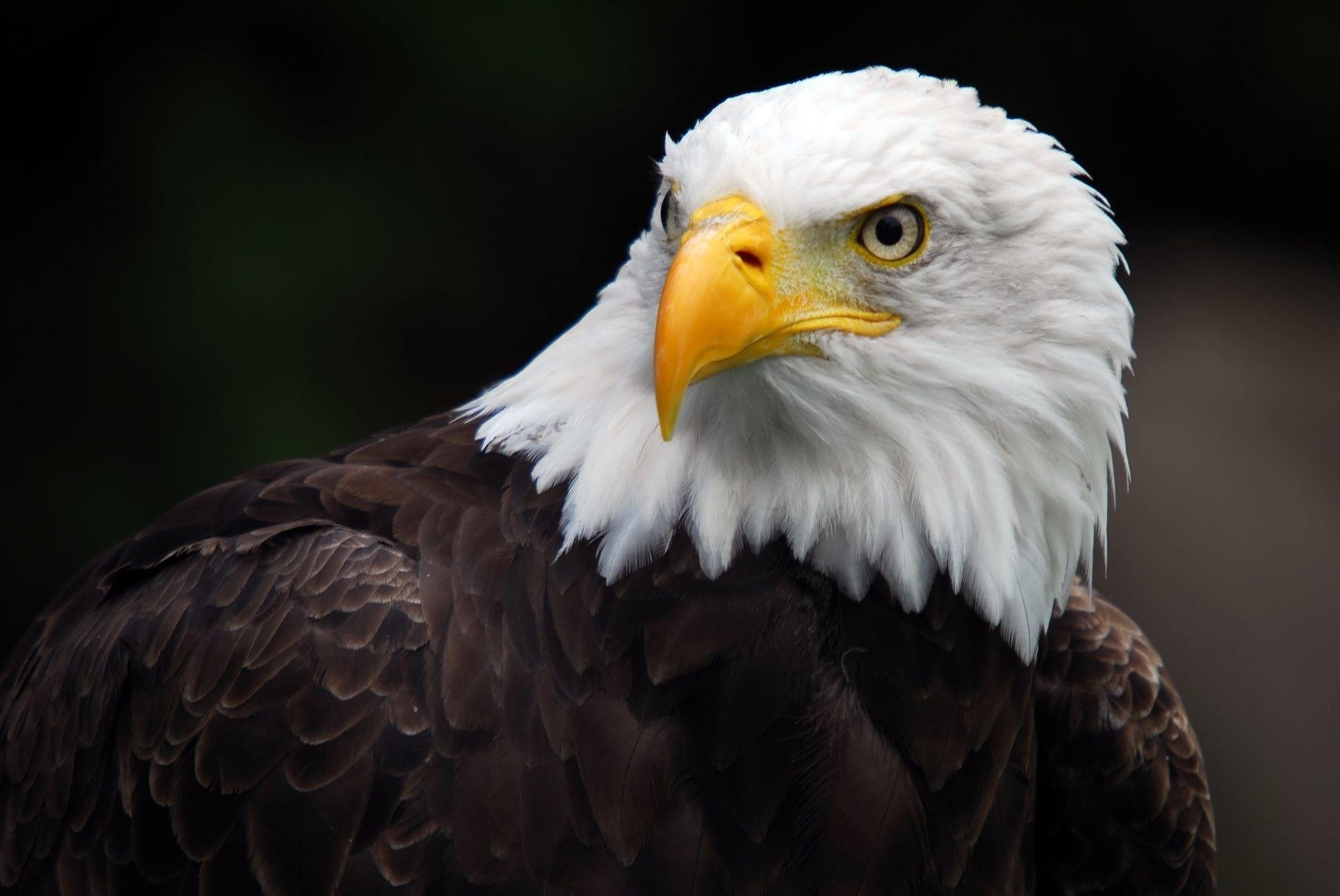 2000x1340 Bald Eagle Wallpaper, Desktop