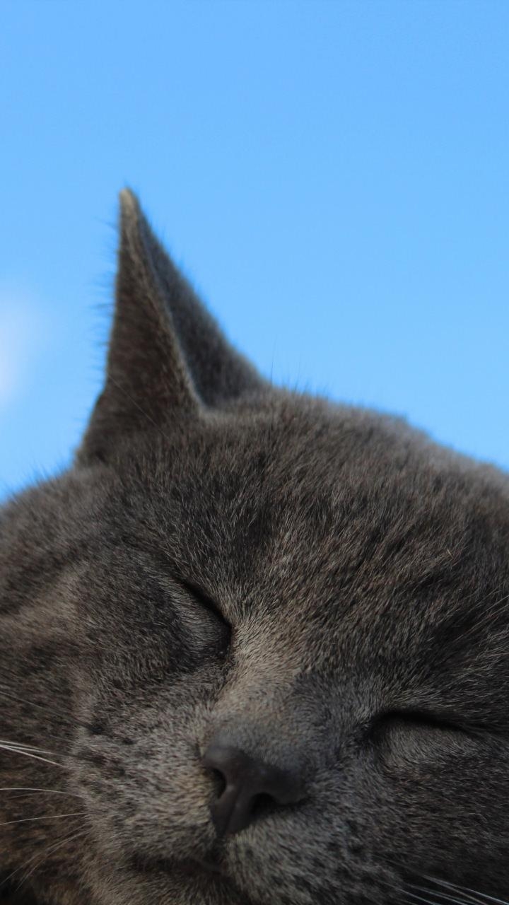 720x1280 Cat Wallpaper [], Phone