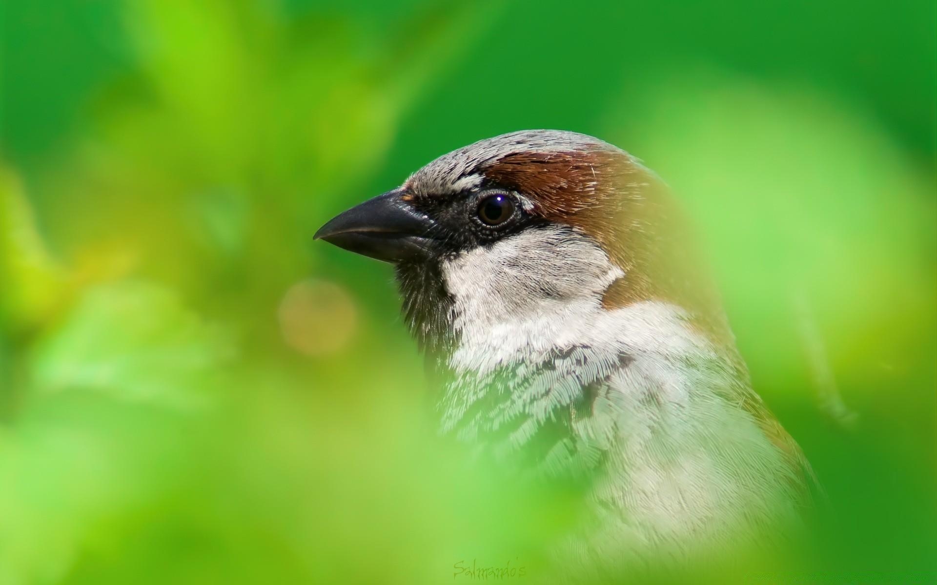 1920x1200 House Sparrow, Desktop