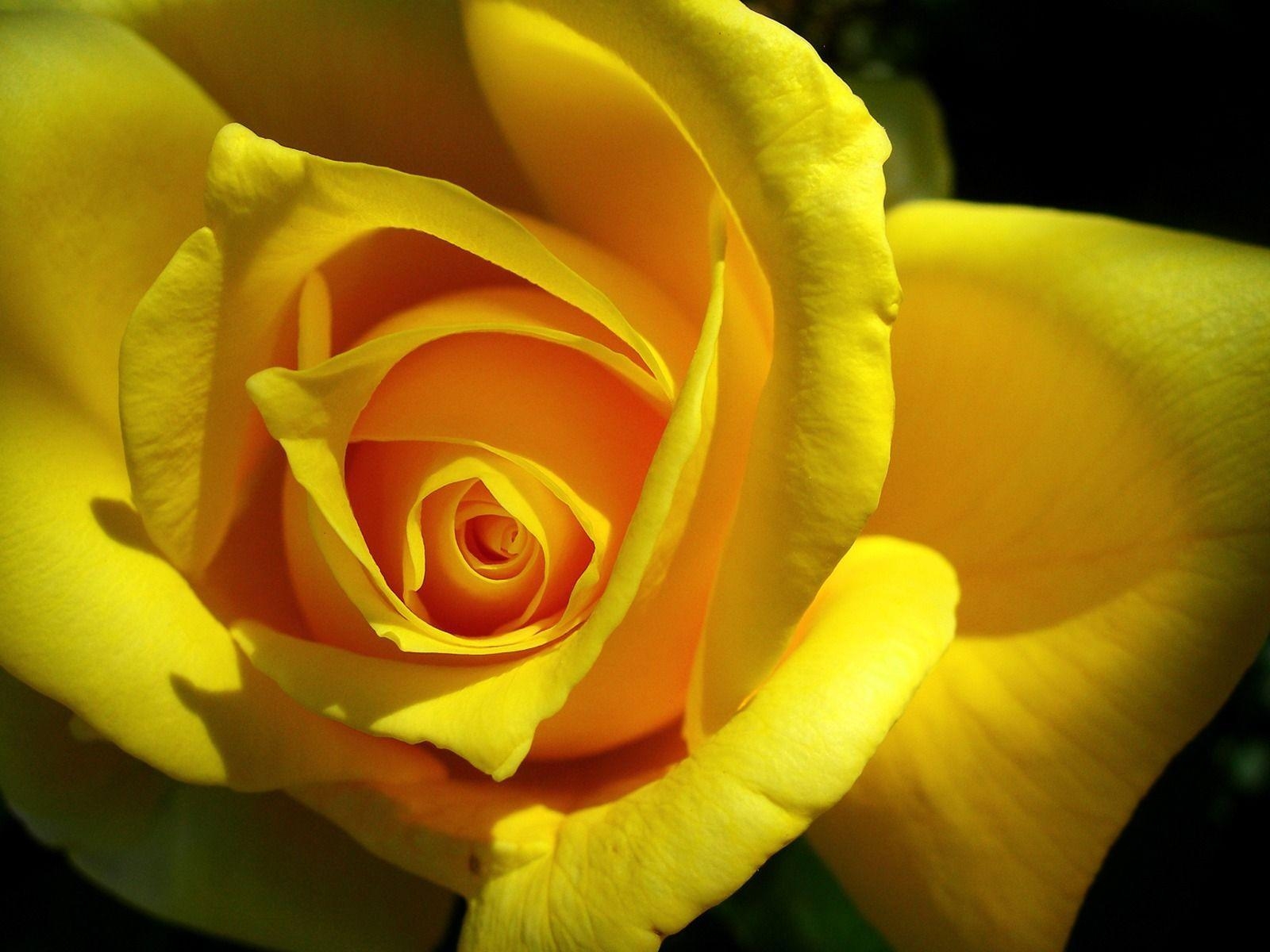 1600x1200 Yellow Rose Wallpaper Wallpaper Inn, Desktop