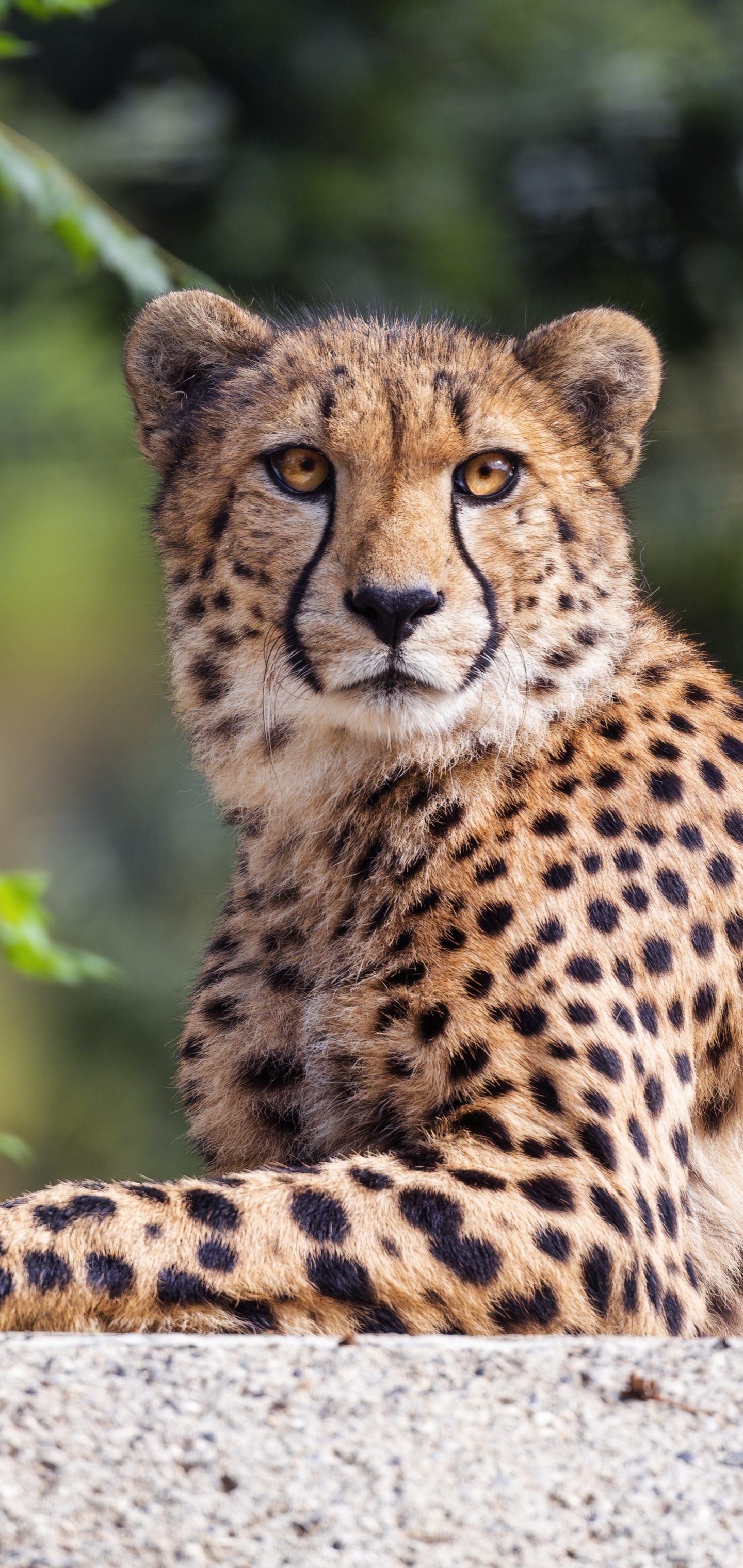 1440x3040 Cheetah iPhone Wallpaper, Phone