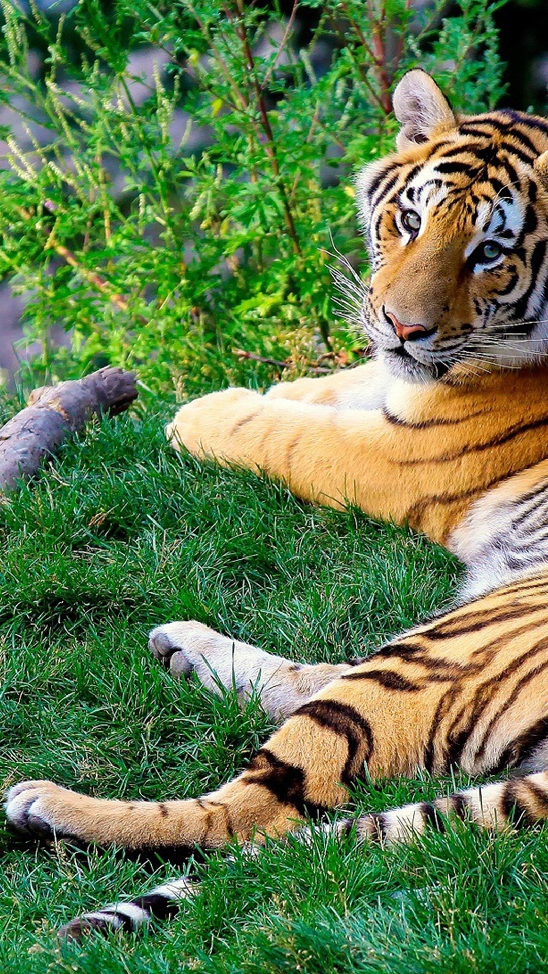 1080x1920 Free HD Bengal Tiger Phone Wallpaper.1142, Phone