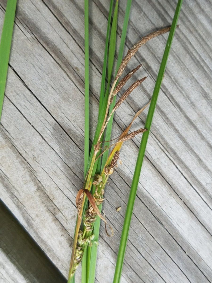 900x1200 Carex emoryi (Riverbank Sedge / Emory's Sedge). Buy Native Plants, Native Shrubs, Native Trees, and Native Seed, Phone