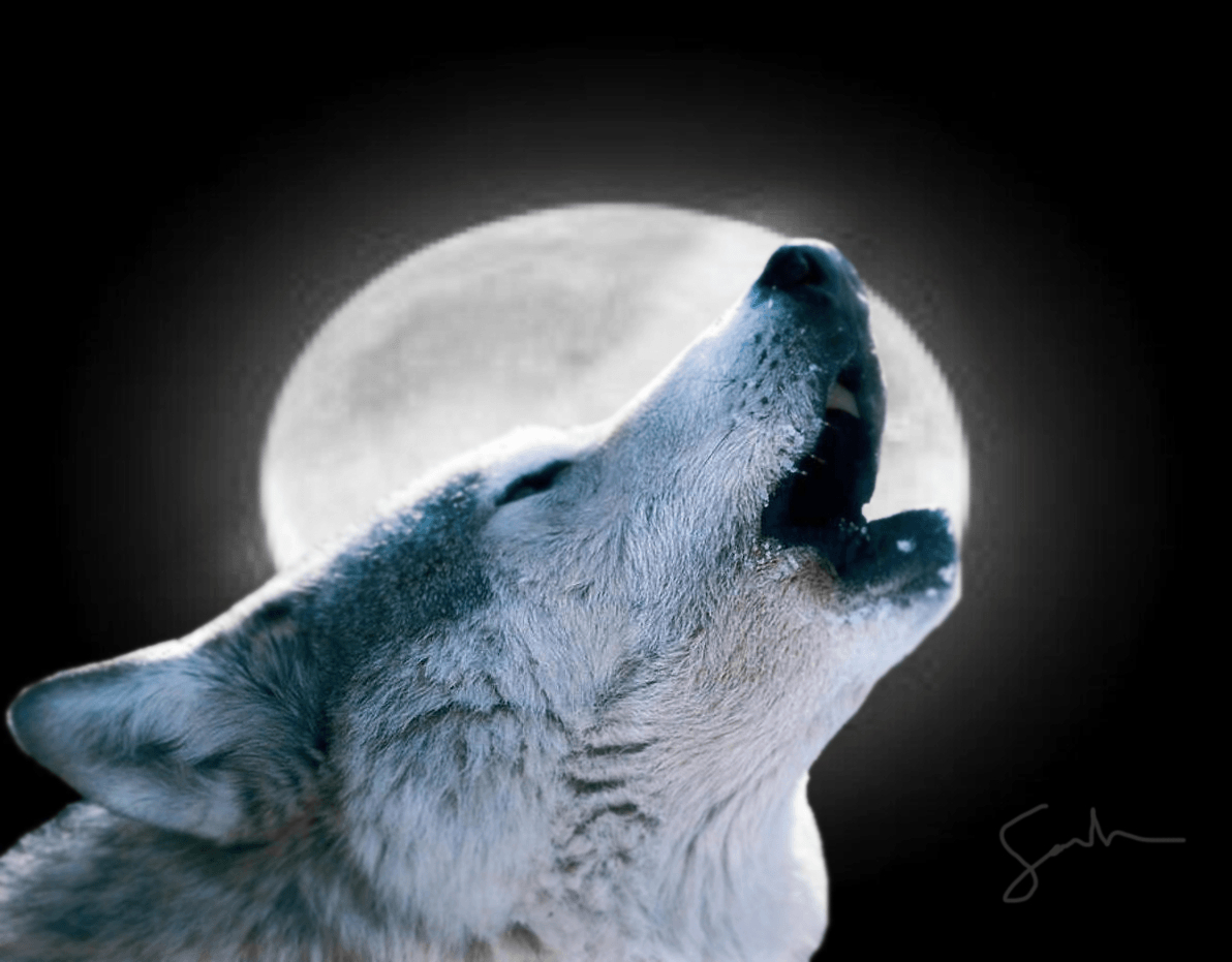 1200x940 Wallpaper For > Wolf Howling At The Moon Wallpaper, Desktop