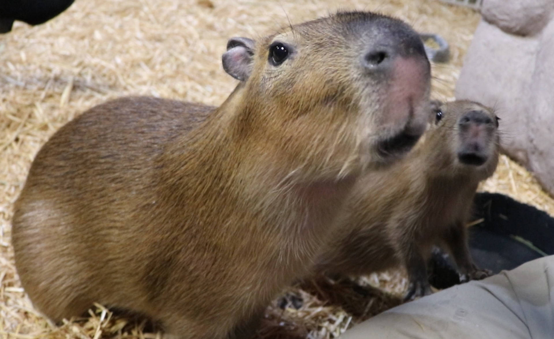 1920x1180 Download free Curious Capybaras On Nest, Desktop