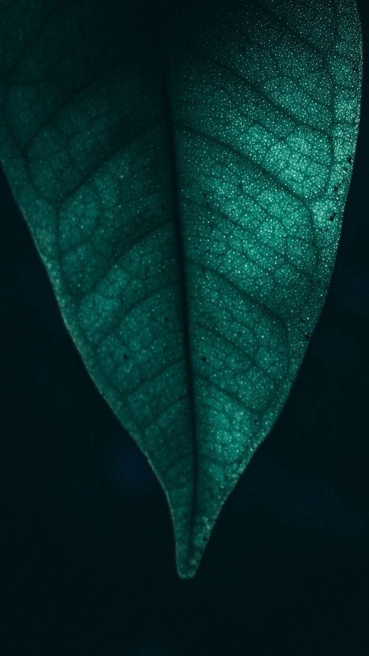 720x1280 Download Green Leaf wallpaper by P3TR1T now. Browse millions of populark background, Leaves wallpaper iphone, Android wallpaper, Phone