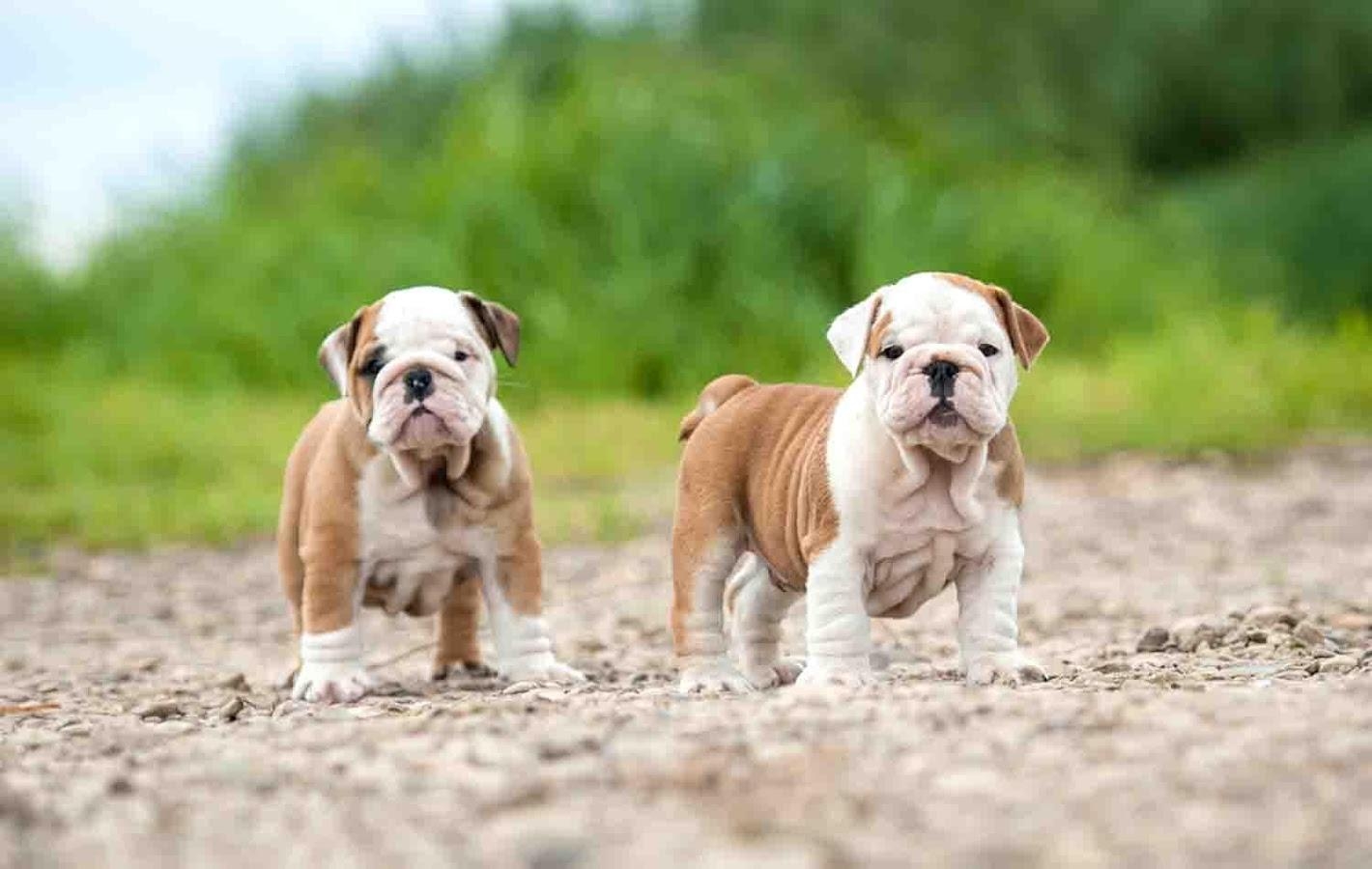 1420x900 bulldogs wallpaper, Desktop