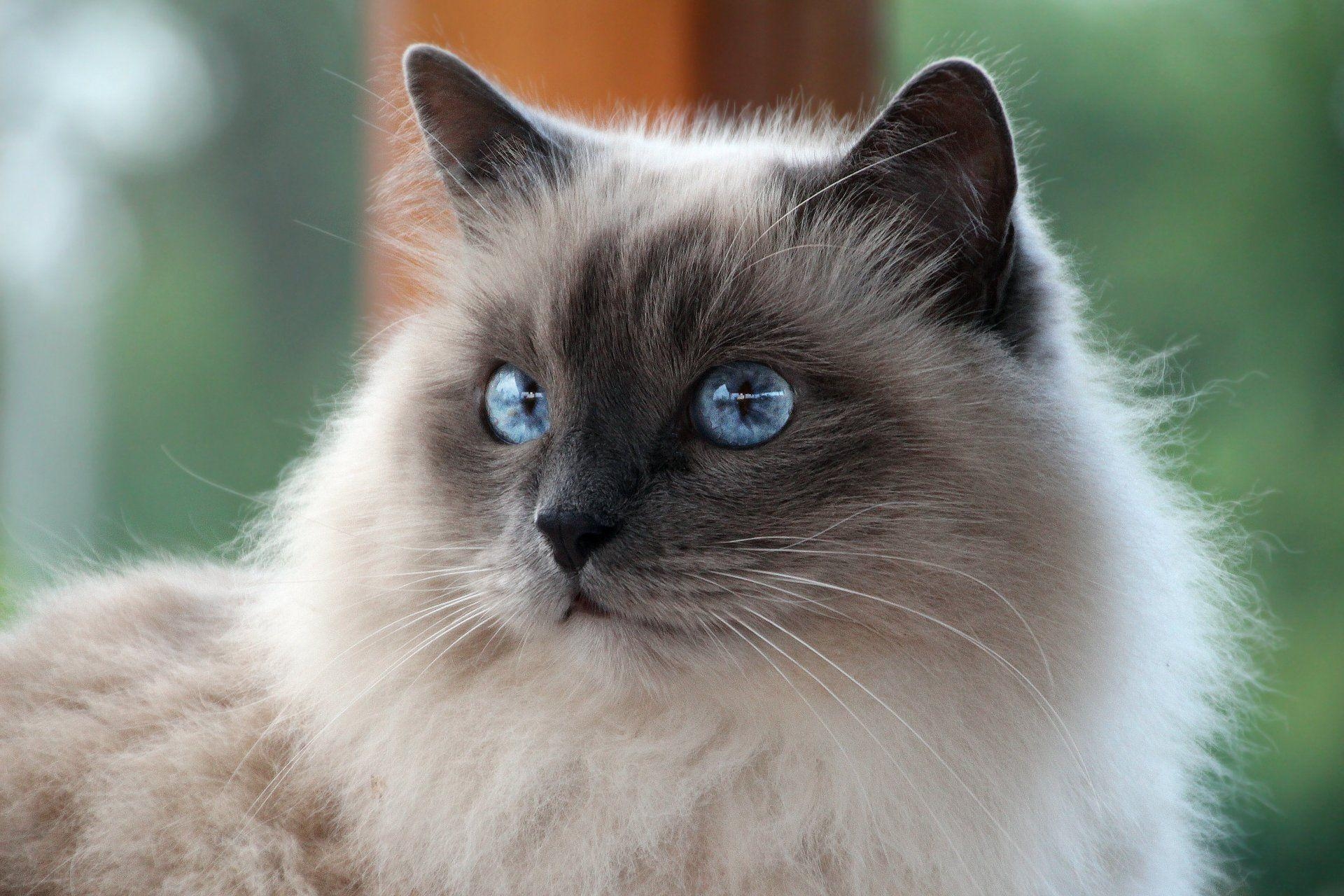 1920x1280 Cat Cat White Mustache Sacred Burma Burmese Rock Blue Eyed View HD, Desktop