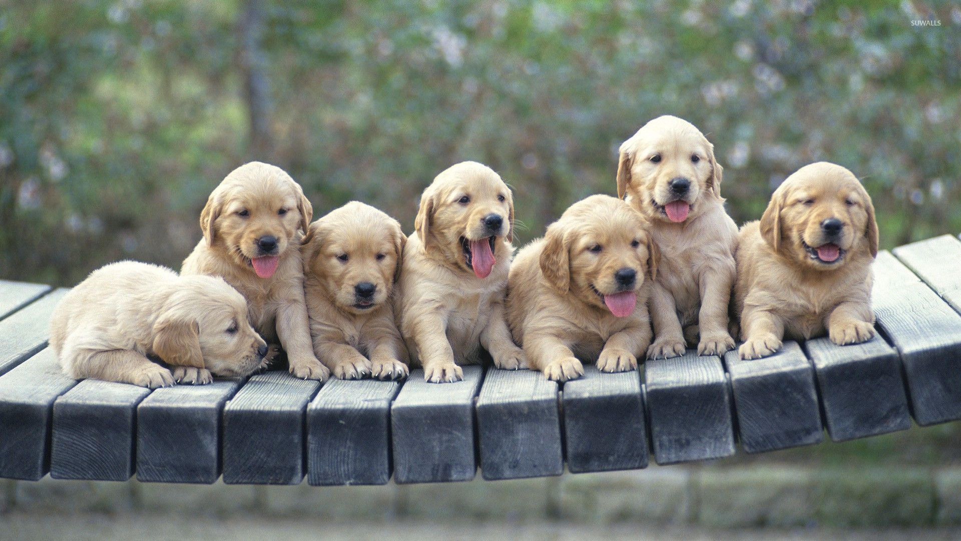 1920x1080 Golden Retriever puppies wallpaper wallpaper, Desktop