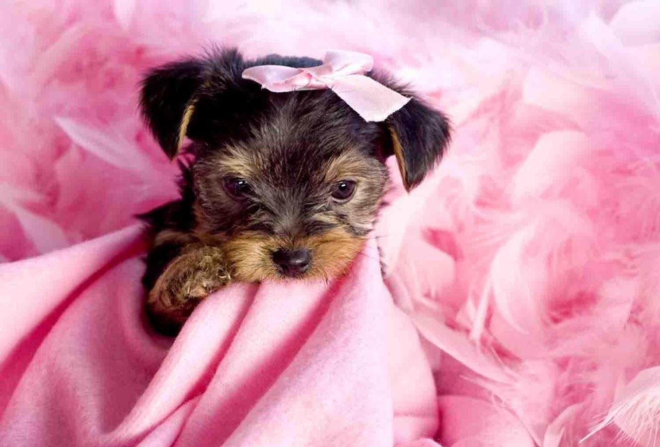 1330x900 Yorkie Puppy Wallpaper Apps on Google Play, Desktop