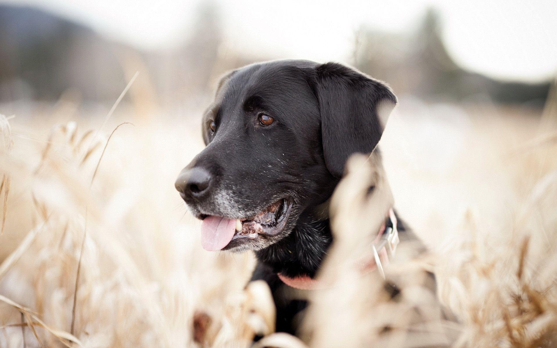 1920x1200 Labrador wallpaper, Desktop