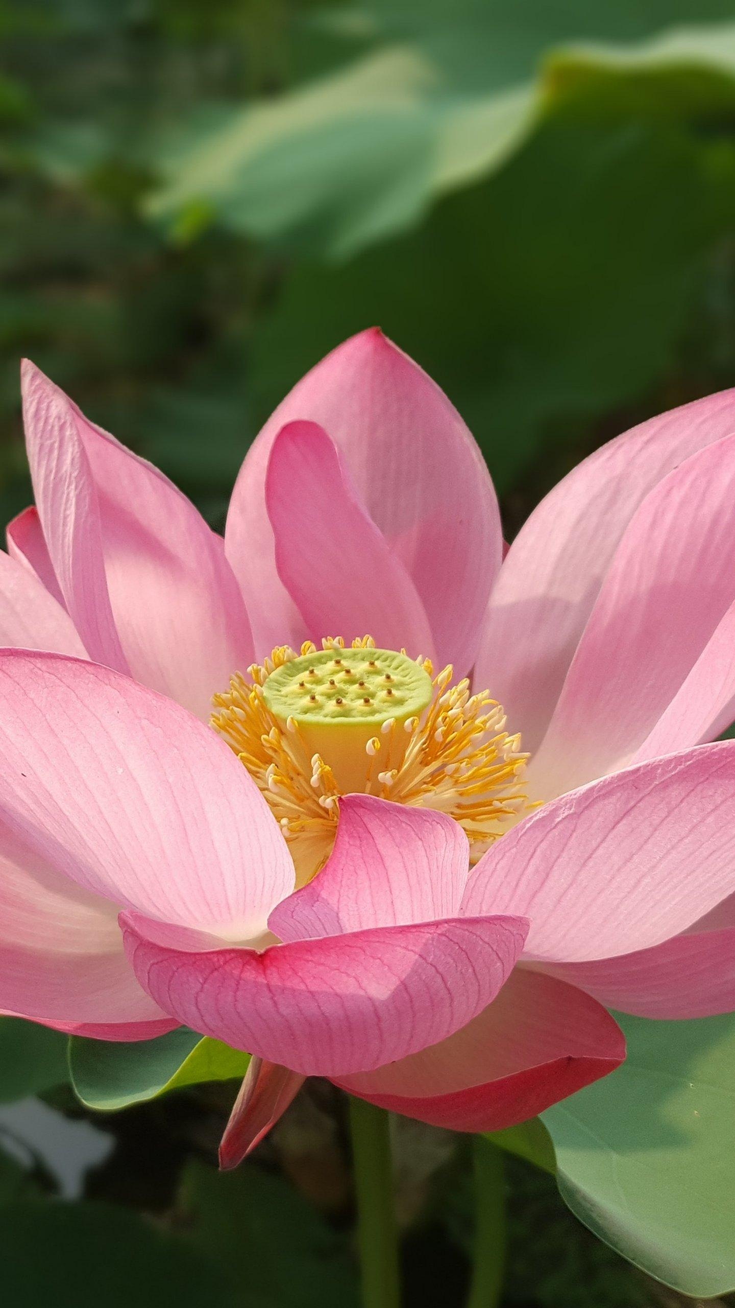 1440x2560 Lotus Flower Wallpaper, Android & Desktop Background, Phone