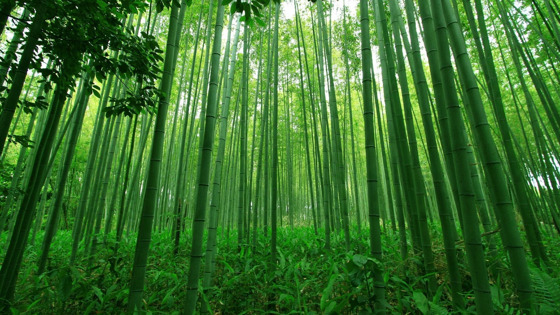 1920x1080 Bamboo Wallpaper. Wallpaper Studio 10. Tens of thousands HD, Desktop