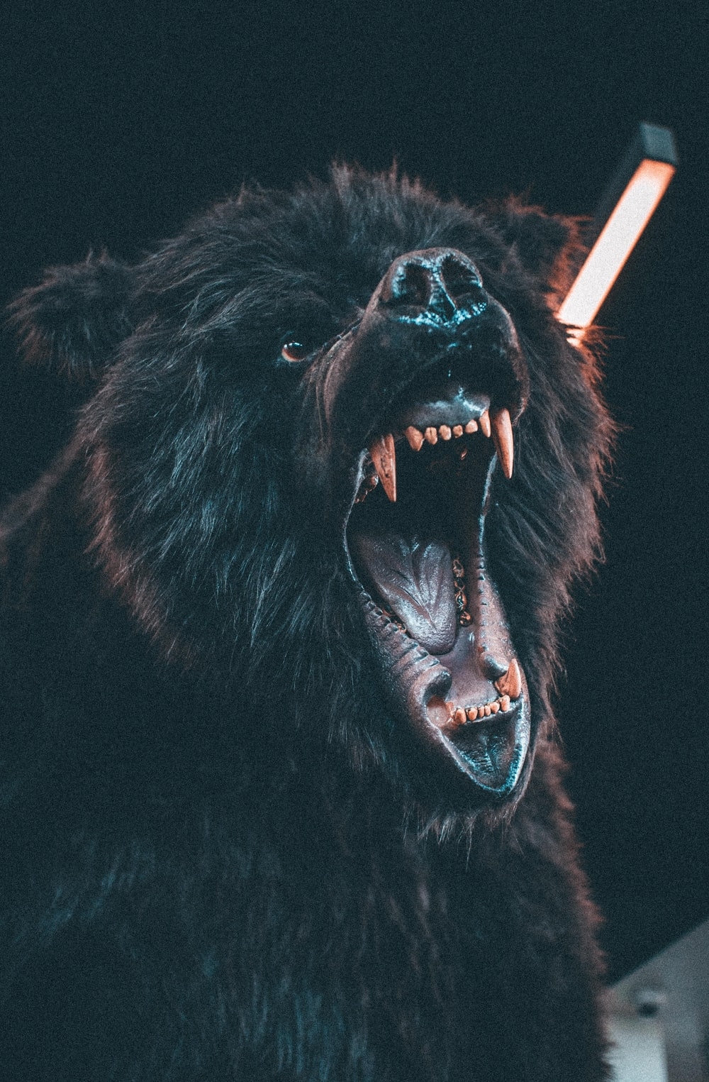 1000x1530 Angry Bear Picture. Download Free Image, Phone