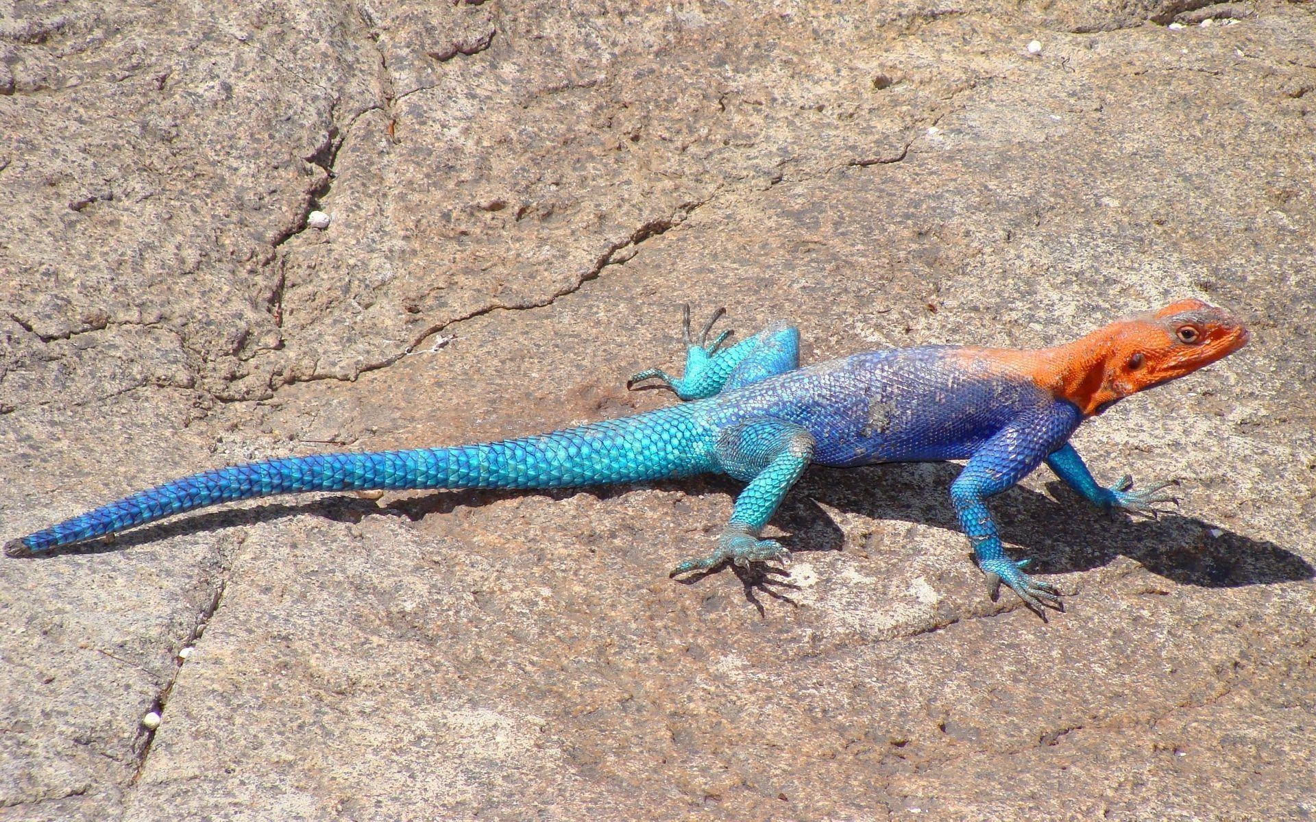 1920x1200 Agama Wallpaper Background, Desktop