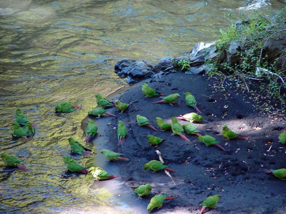 1130x850 Slender Billed Parakeet, Desktop