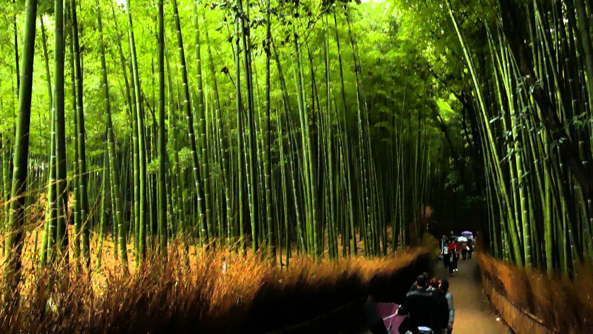 1920x1080 Bamboo Grove Wallpaper. Bamboo Forest Wallpaper 21 2559 X 1571 Imgnooz, Desktop