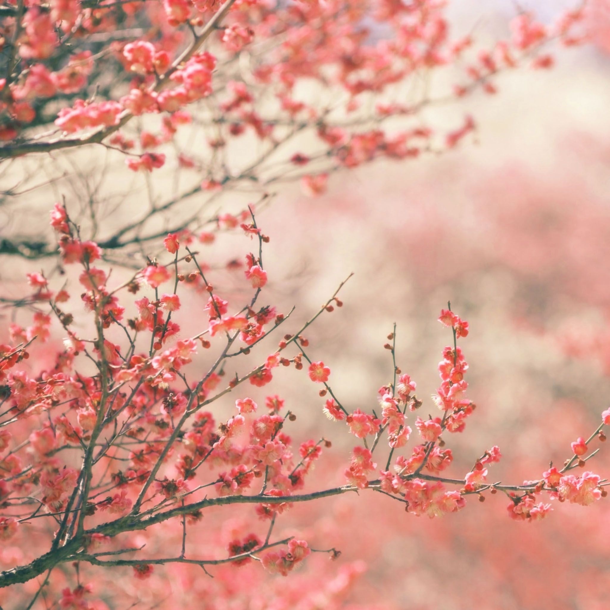 2050x2050 Free download spring wallpaper for ipad Wallpaper [], Phone