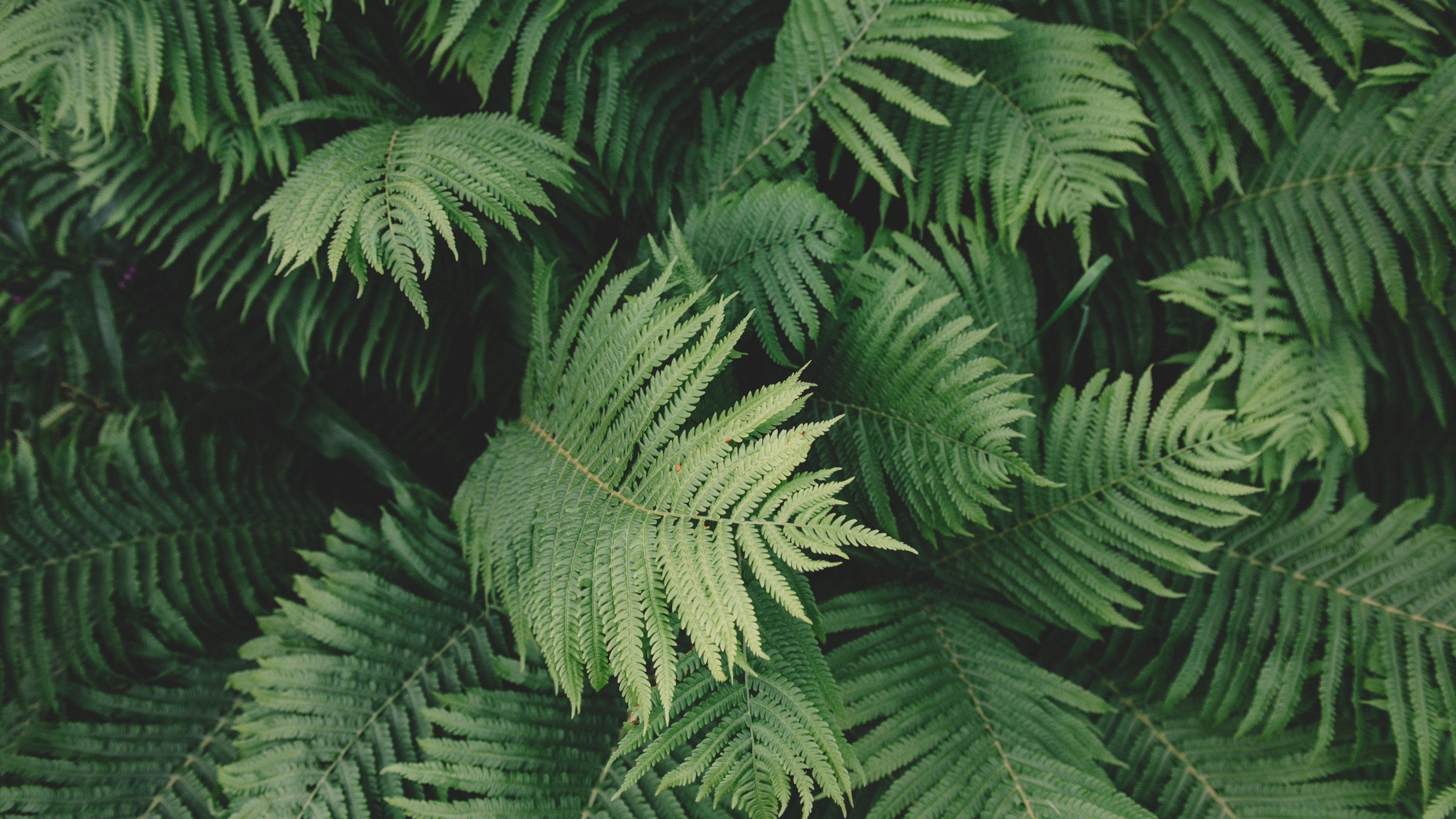 3840x2160 Plants Aesthetic PC Wallpaper, Desktop