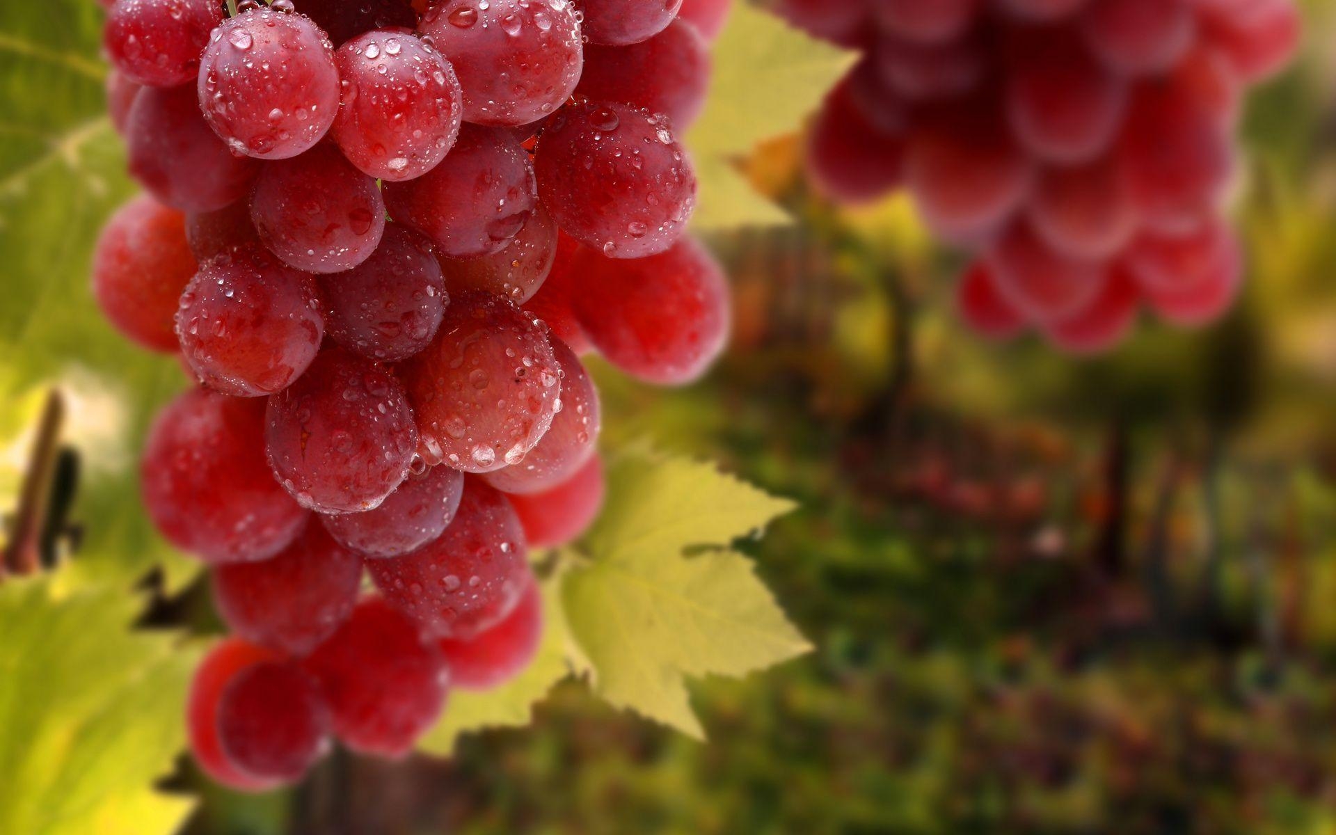 1920x1200 vineyard wallpaper, Desktop