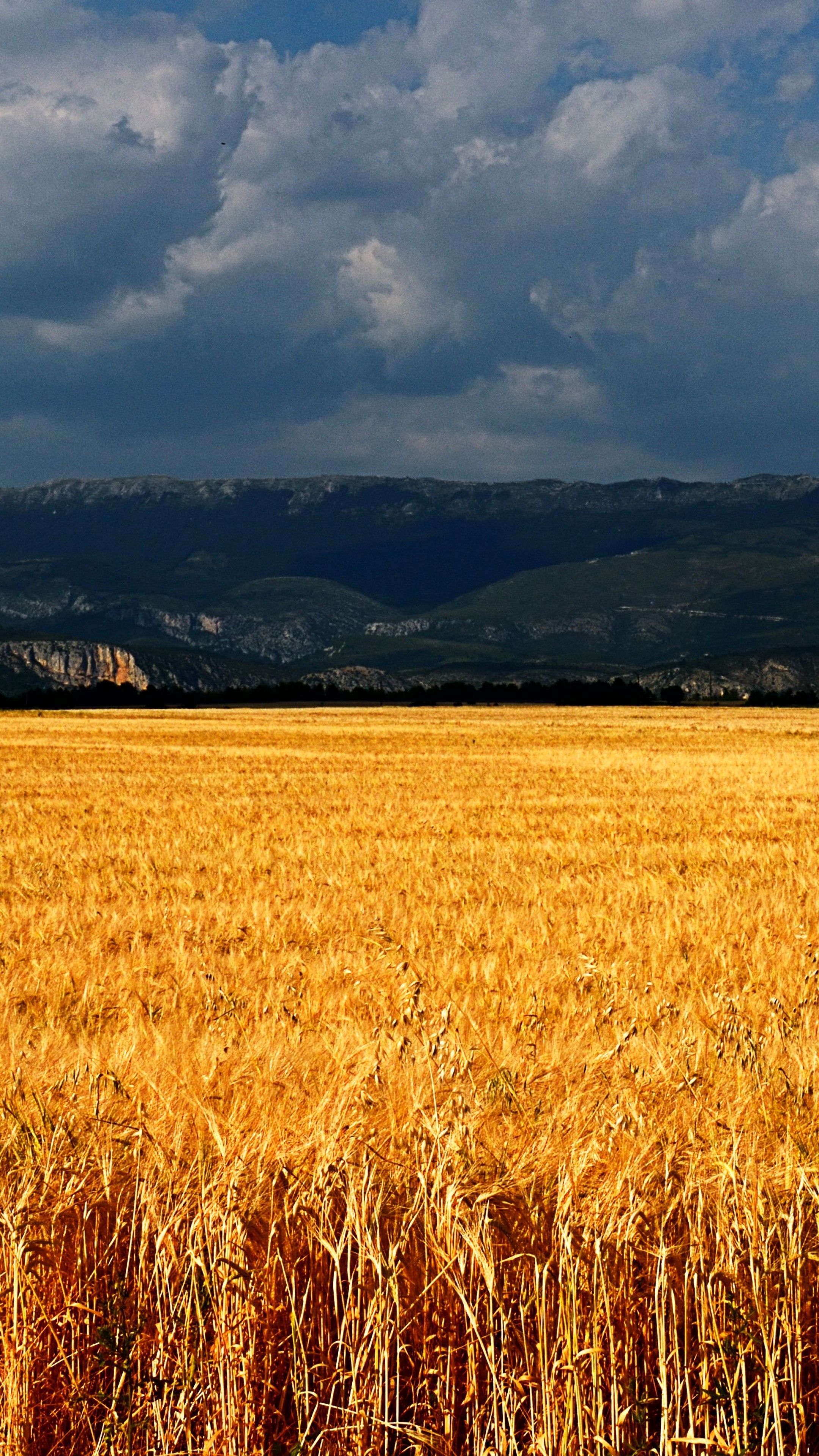 2160x3840 Wallpaper Plateau de Valensole, 5k, 4k wallpaper, 8k, France, meadows, wheat, clouds, Nature, Phone