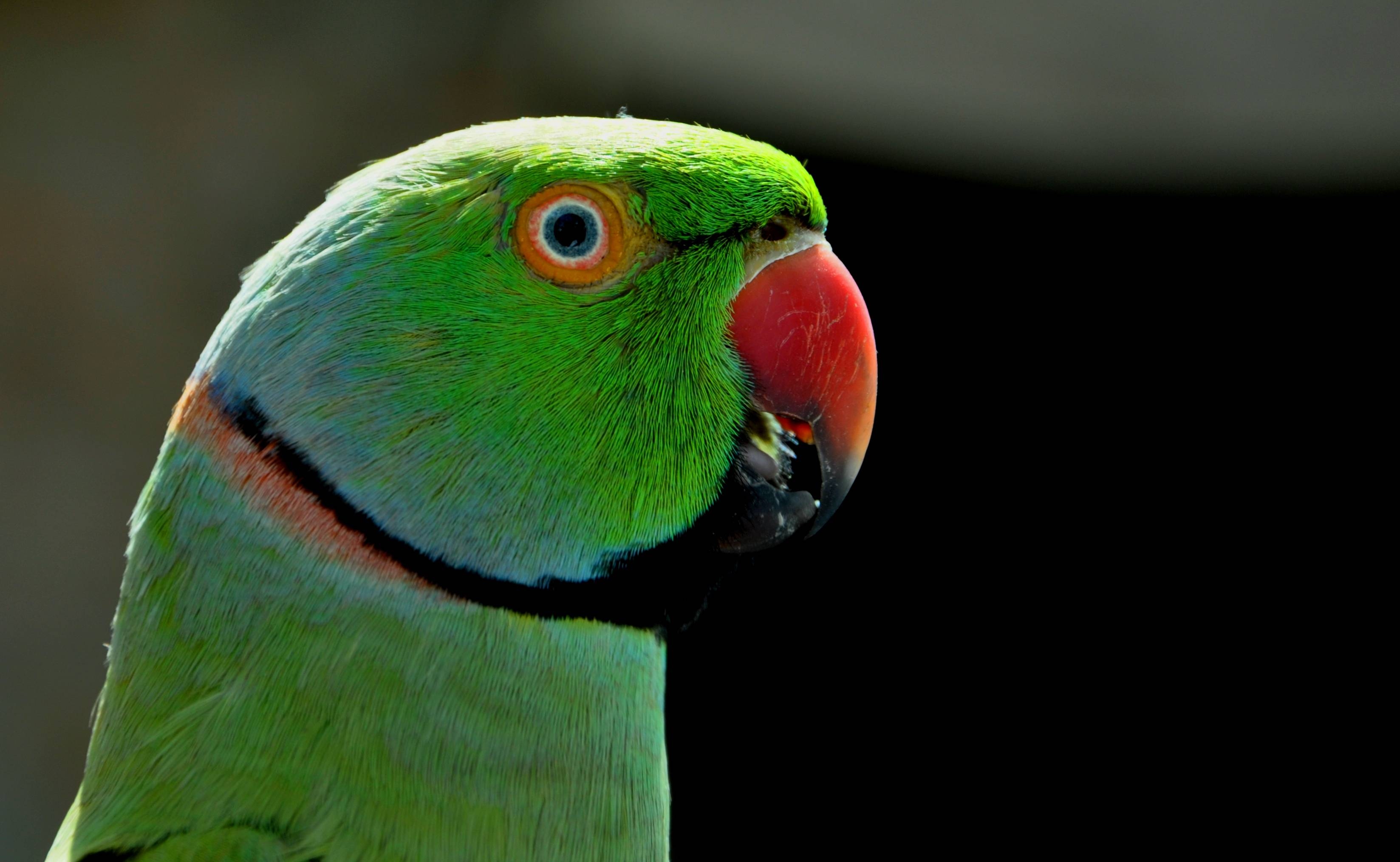 3300x2040 Green Parrot HD Wallpaper Wallpaper Inn, Desktop