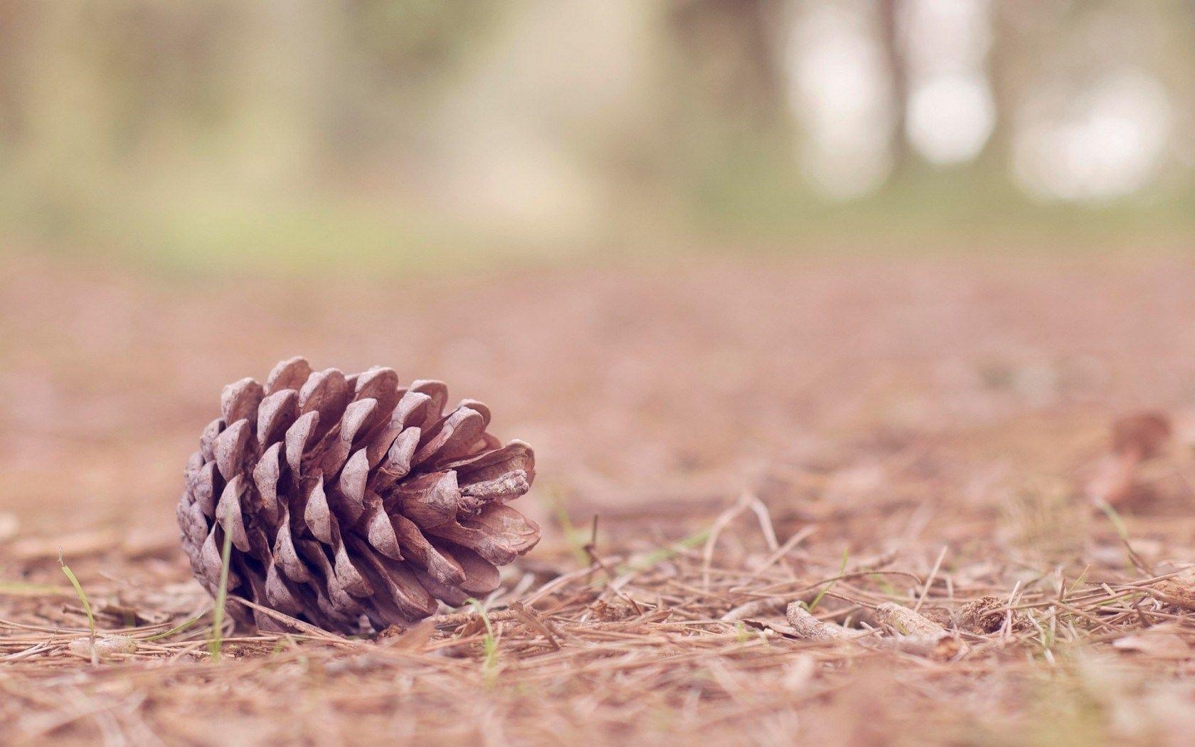 1680x1050 Nature Pine Cone HD Wallpaper, Desktop