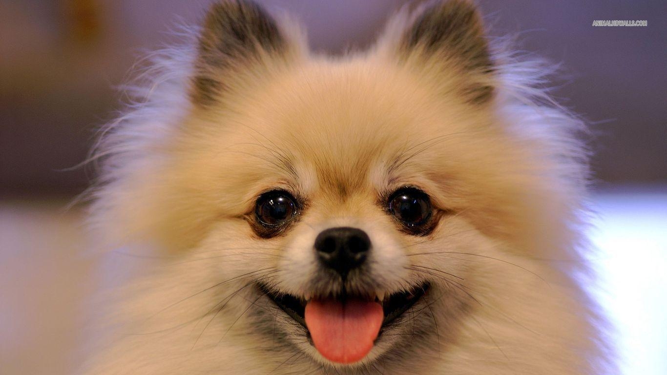 1370x770 Free Chihuahua Wallpaper. YSQ28 4K Ultra HD Wallpaper, Desktop