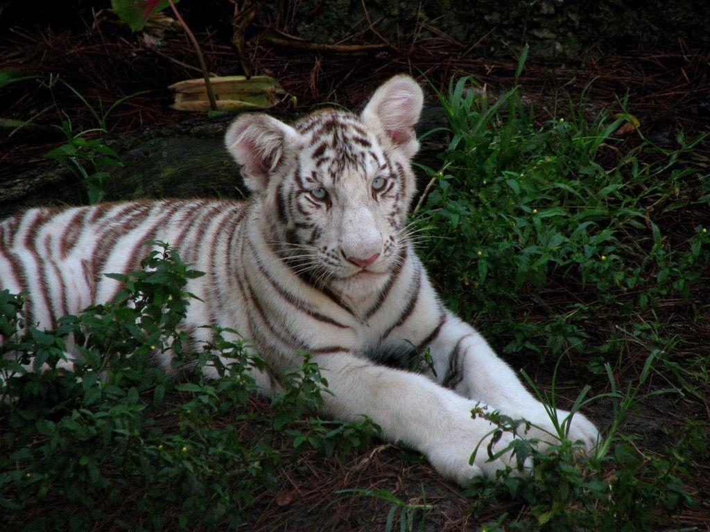 1030x770 White Tiger Cubs Wallpaper and Background, Desktop