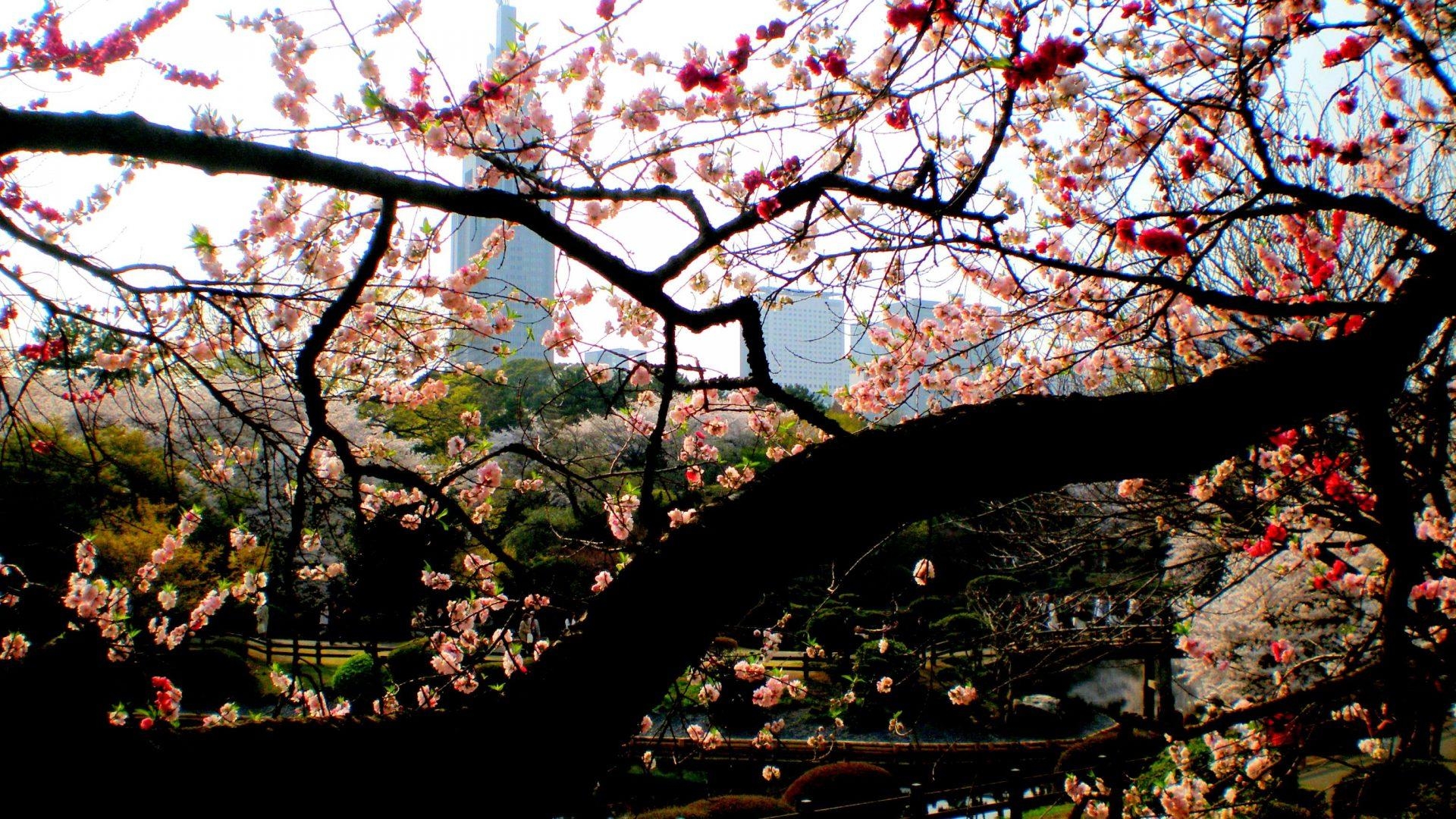 1920x1080 Flowers: Shinjuku Gyoen Japan Flowers Japanese Sakura Nature Blossom, Desktop