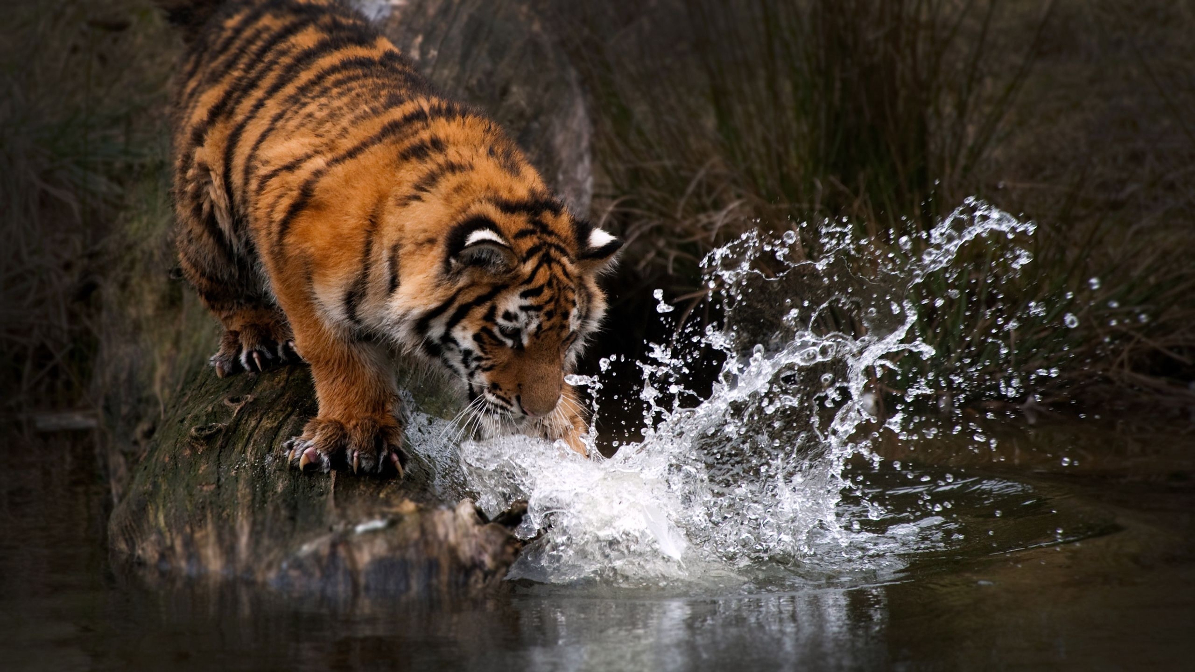 3840x2160 Tiger Water 4k, HD Animals, 4k Wallpaper, Image, Background, Desktop