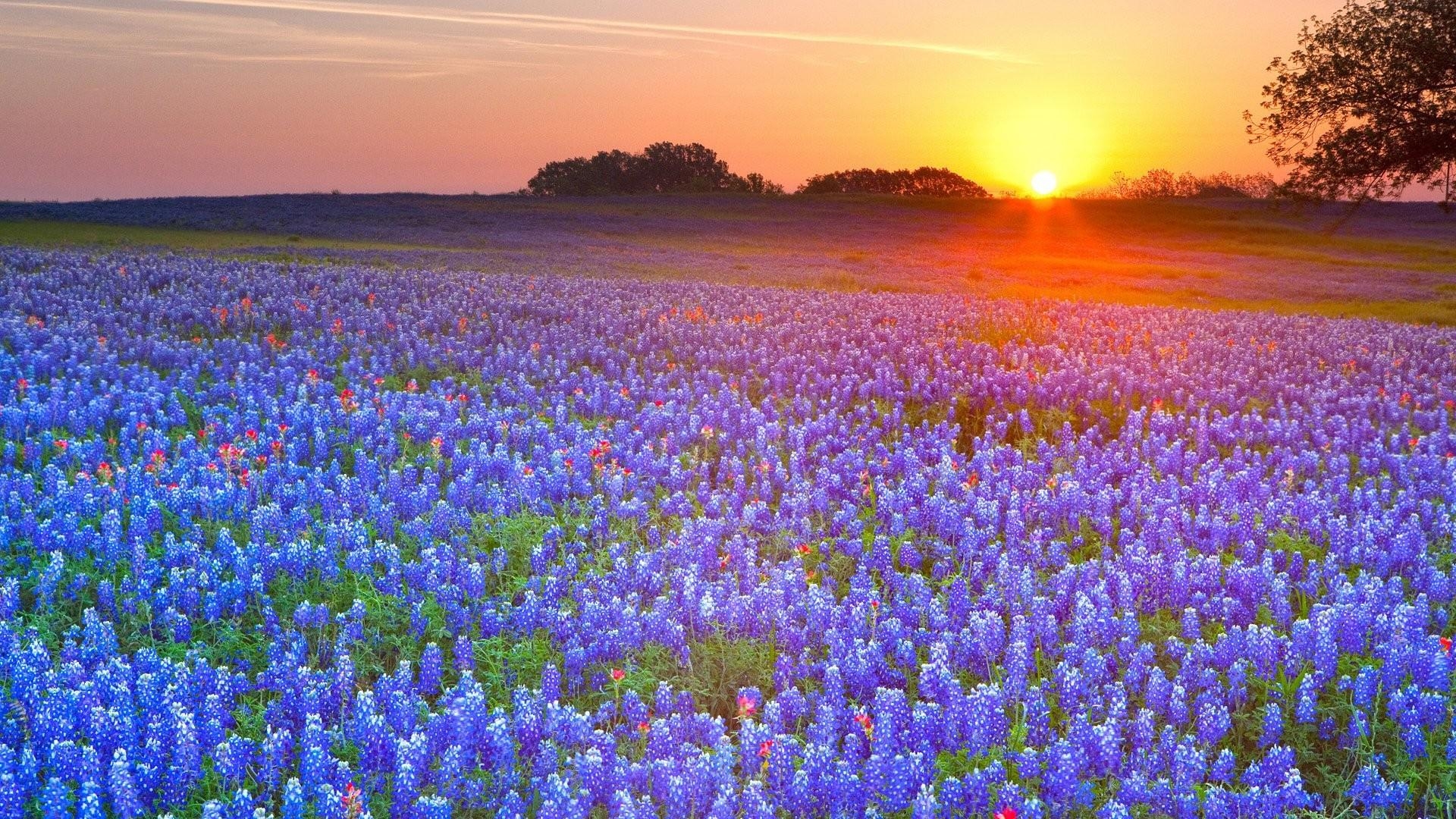 1920x1080 Texas Bluebonnet Wallpaper, Desktop